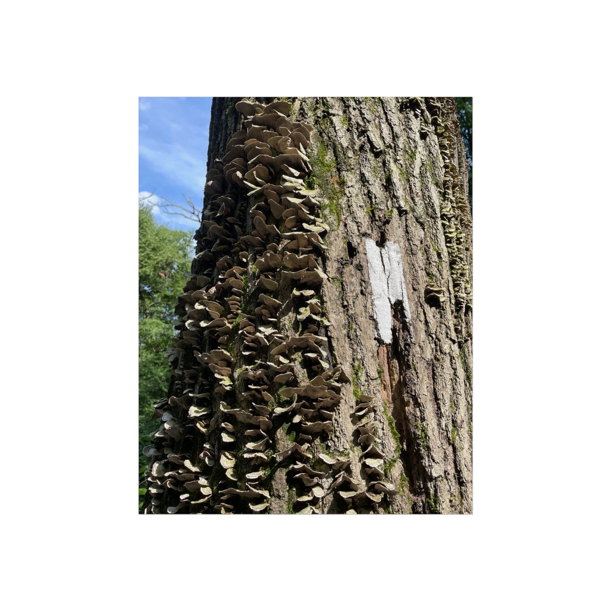 Appalachian Trail Blaze Poster (Multiple Sizes)