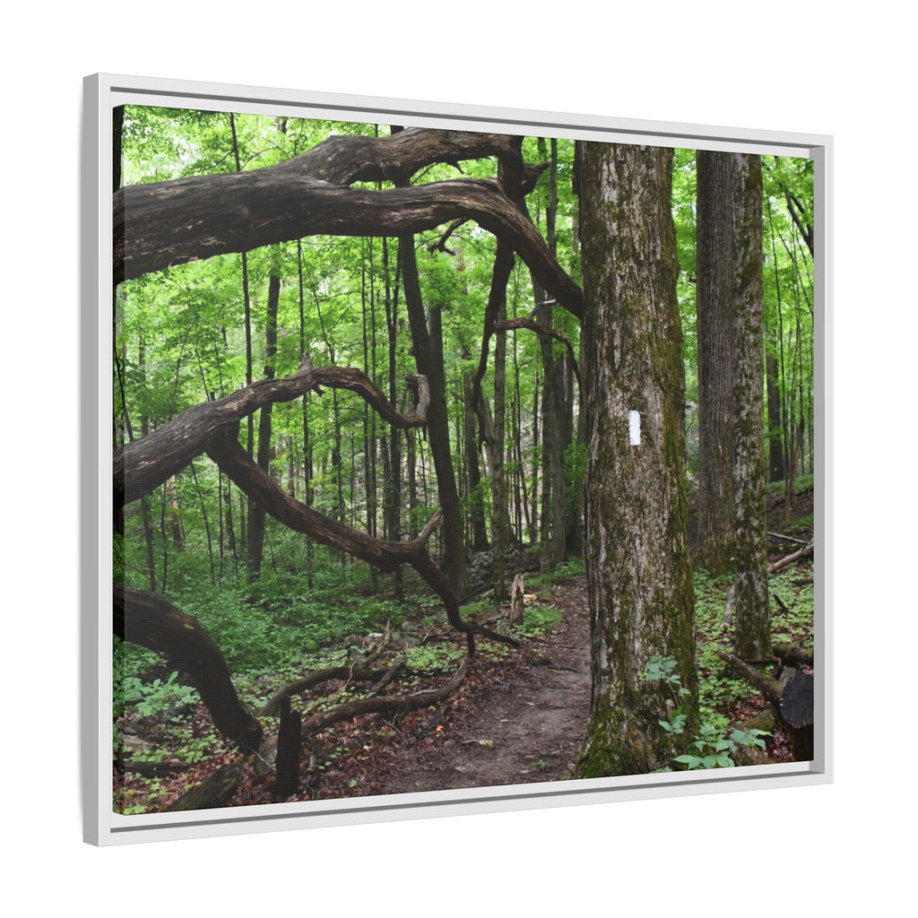 Framed Appalachian Trail Forest Canvas Print
