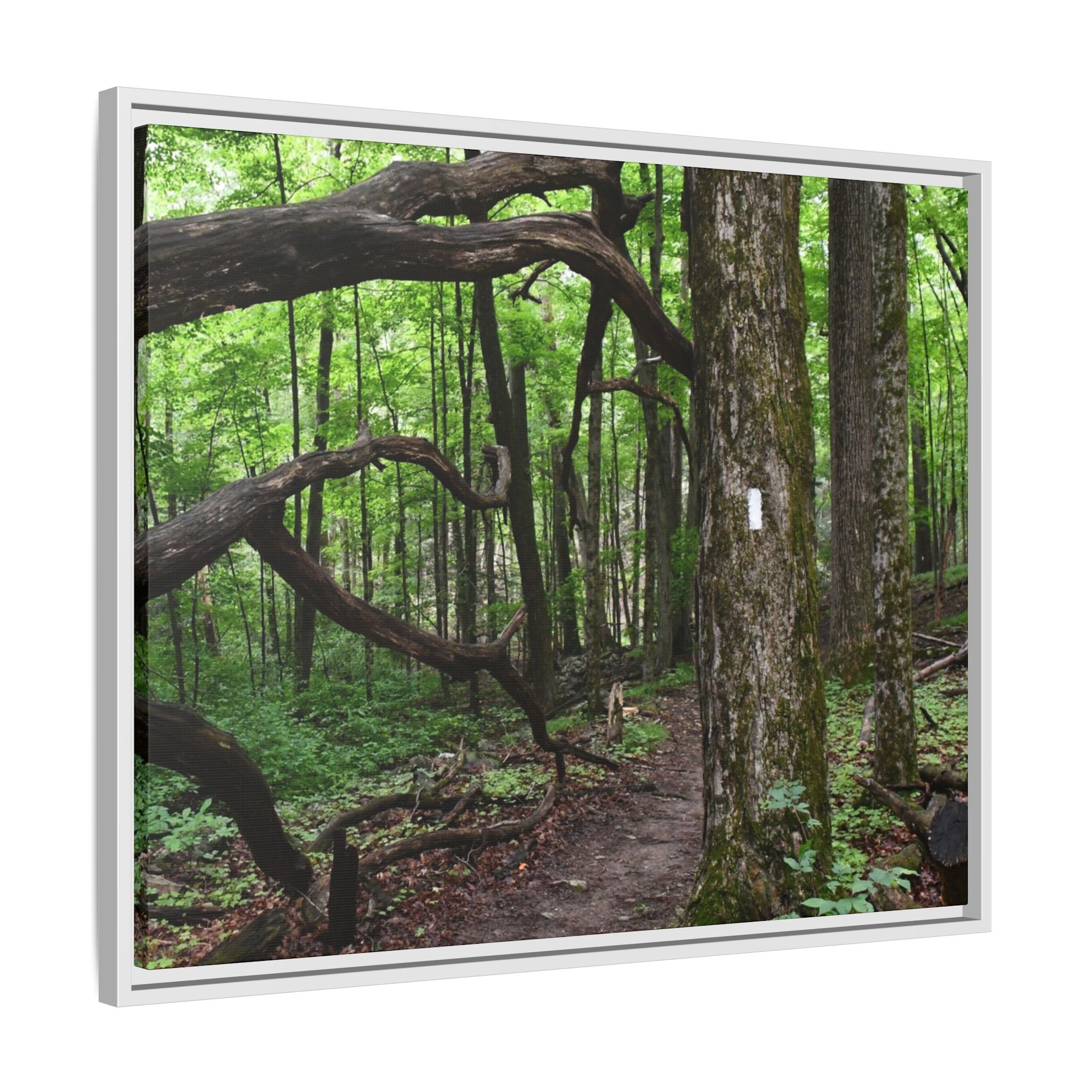 Framed Appalachian Trail Forest Canvas Print
