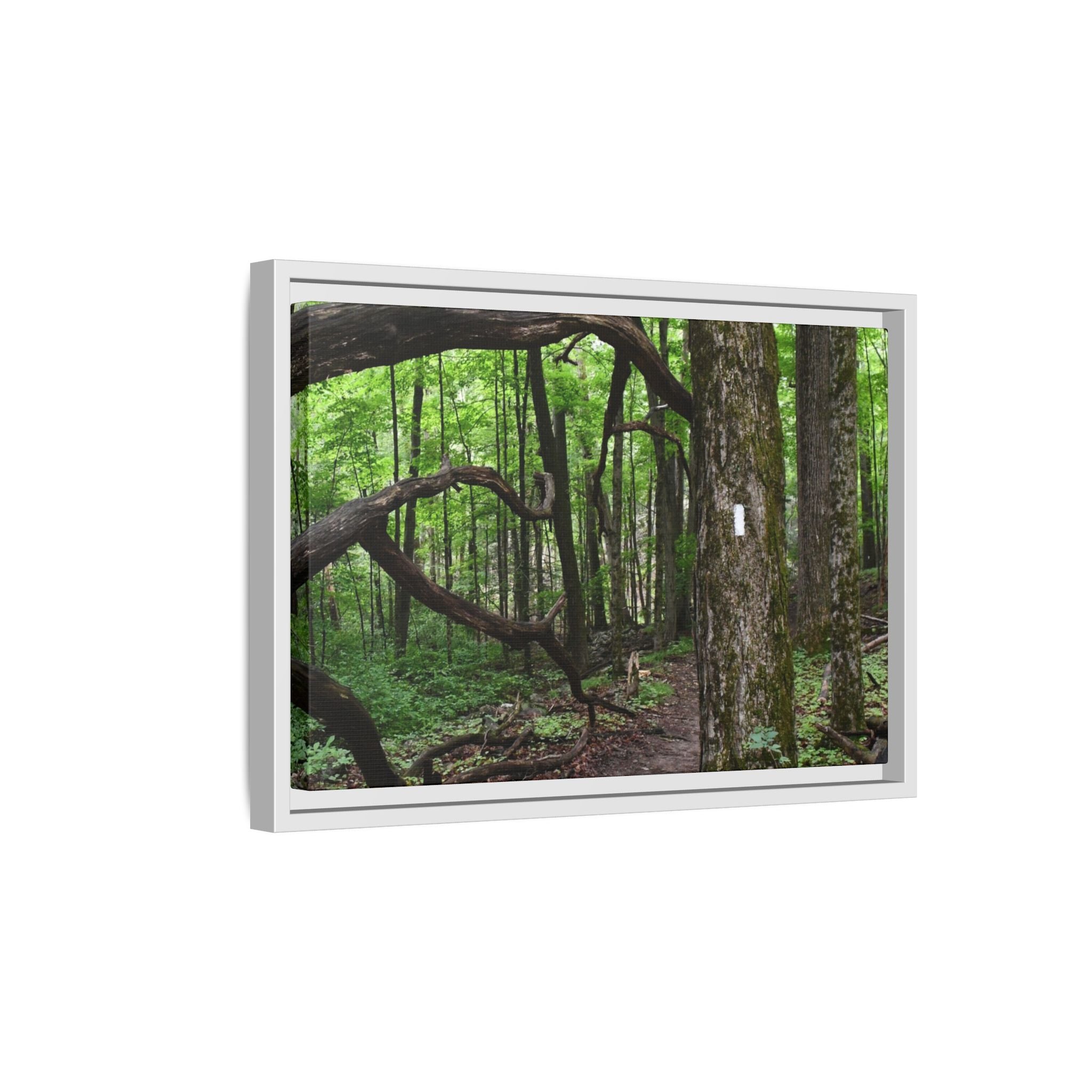 Framed Appalachian Trail Forest Canvas Print