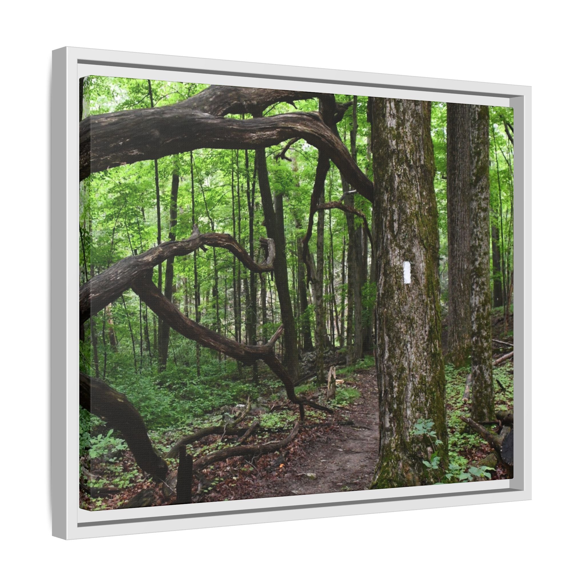 Framed Appalachian Trail Forest Canvas Print