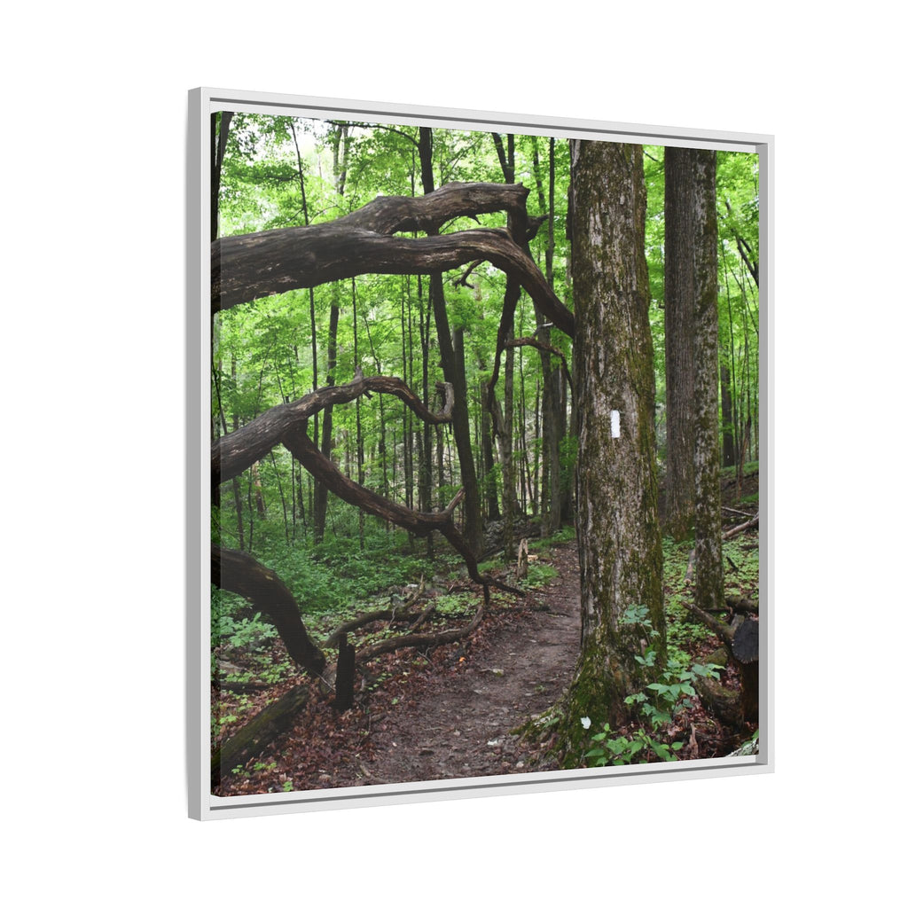 Framed Appalachian Trail Forest Canvas Print