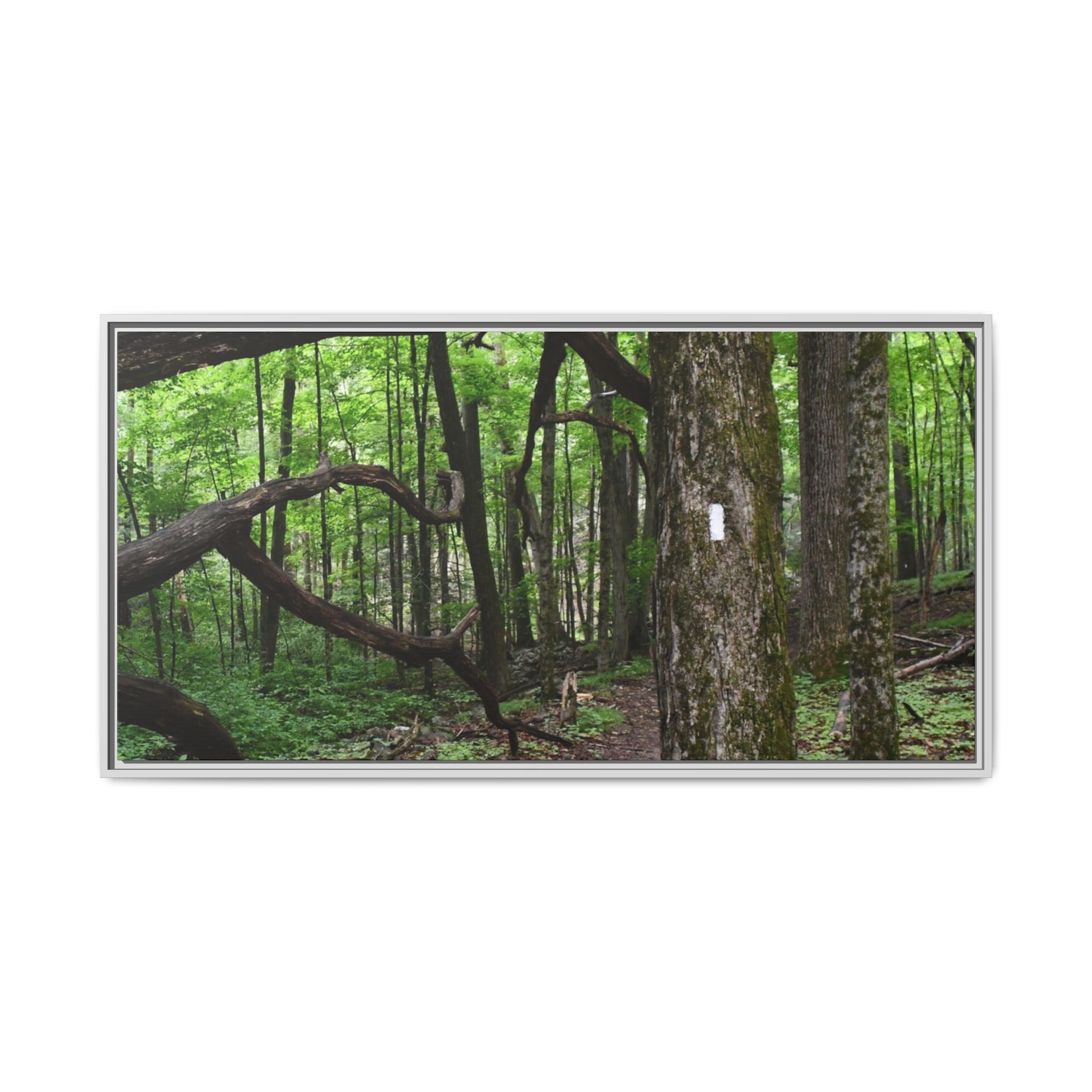 Framed Appalachian Trail Forest Canvas Print