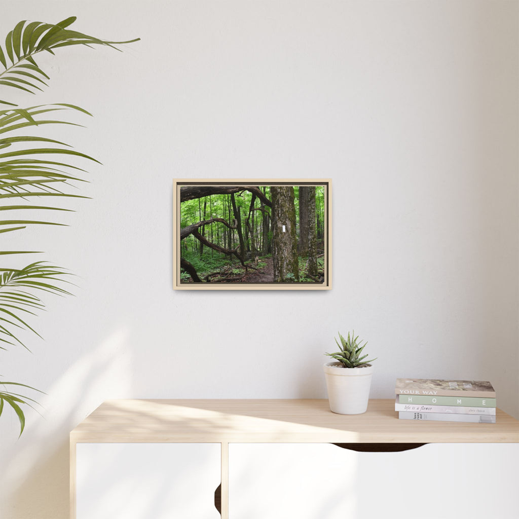 Framed Appalachian Trail Forest Canvas Print