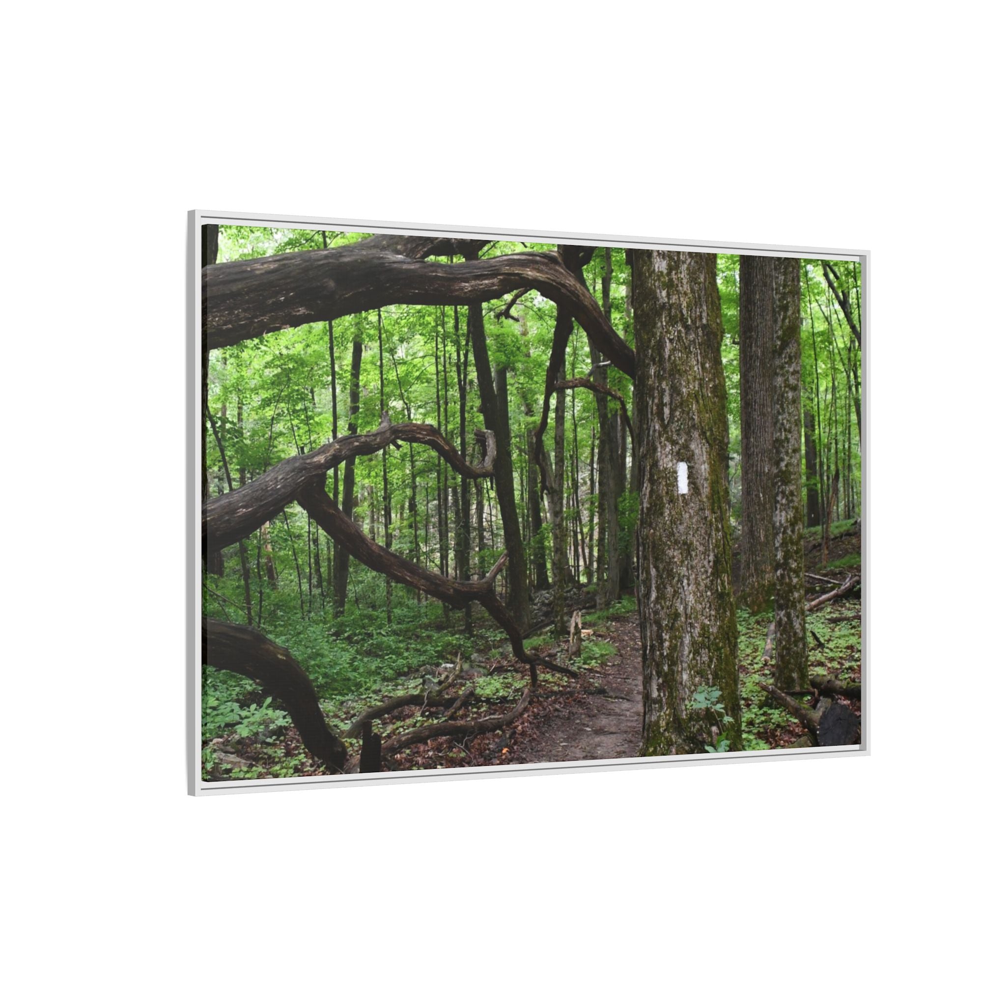 Framed Appalachian Trail Forest Canvas Print