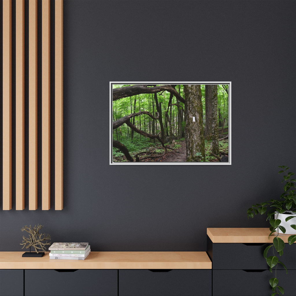 Framed Appalachian Trail Forest Canvas Print