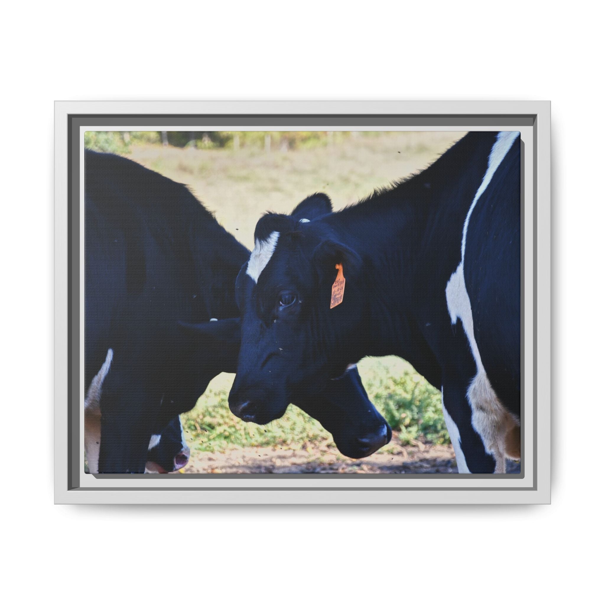 "Tilted Cow" Matte Framed Canvas