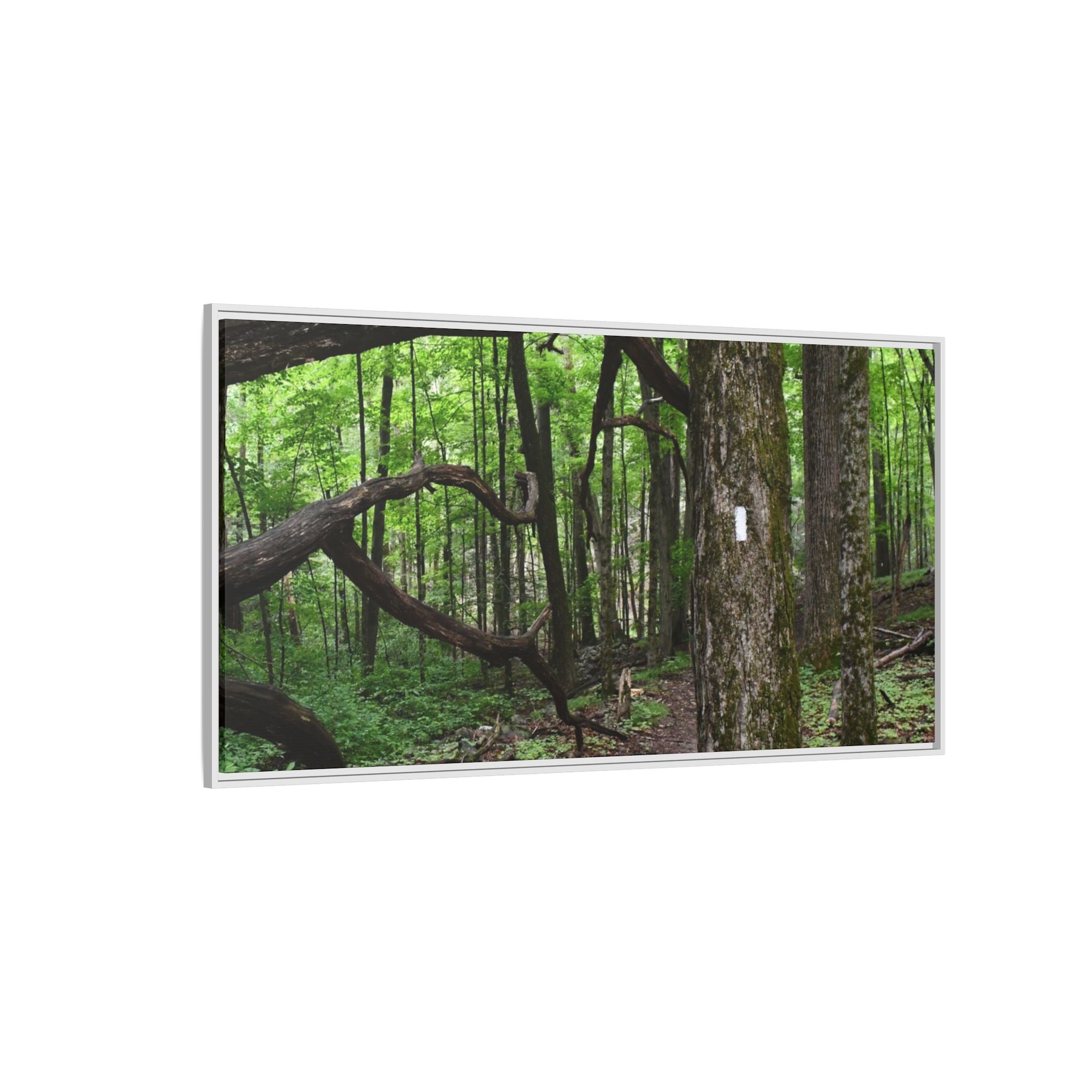Framed Appalachian Trail Forest Canvas Print