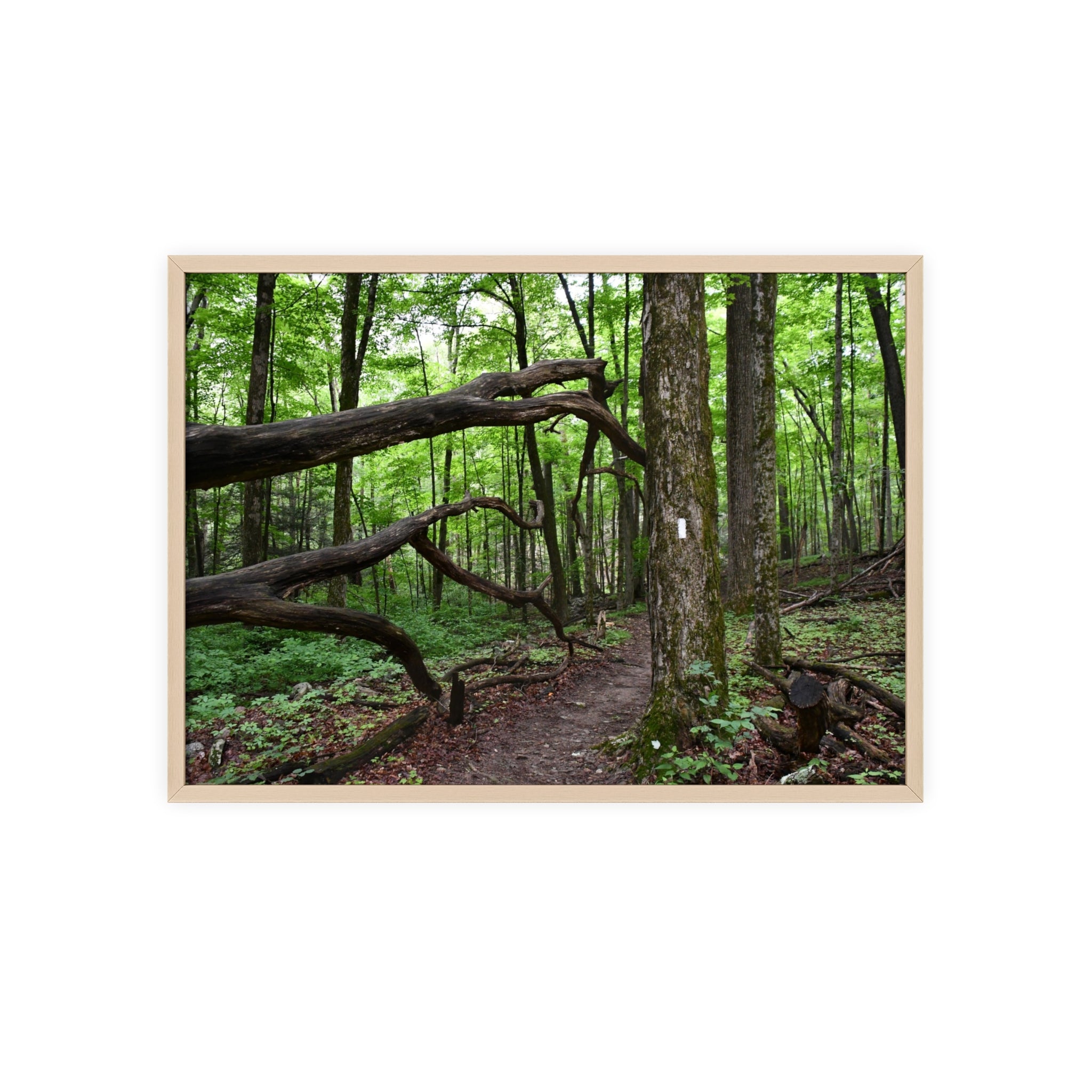 Appalachian Trail Blaze Framed Poster