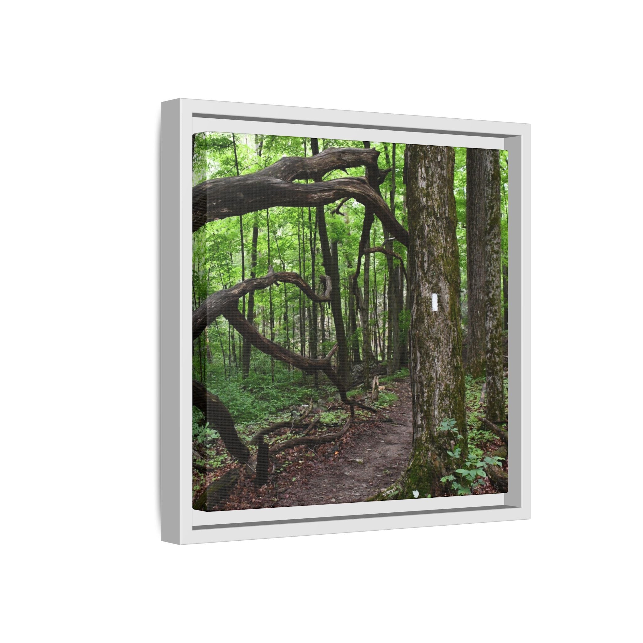 Framed Appalachian Trail Forest Canvas Print