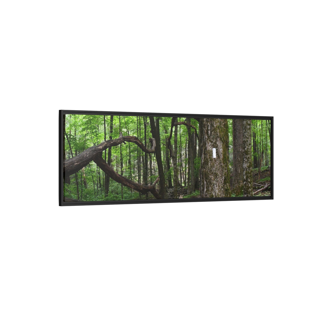 Framed Appalachian Trail Forest Canvas Print