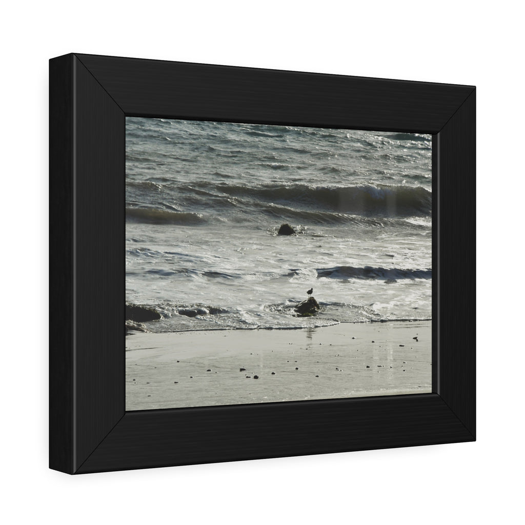 "Seagull on Shoreline" Framed Poster