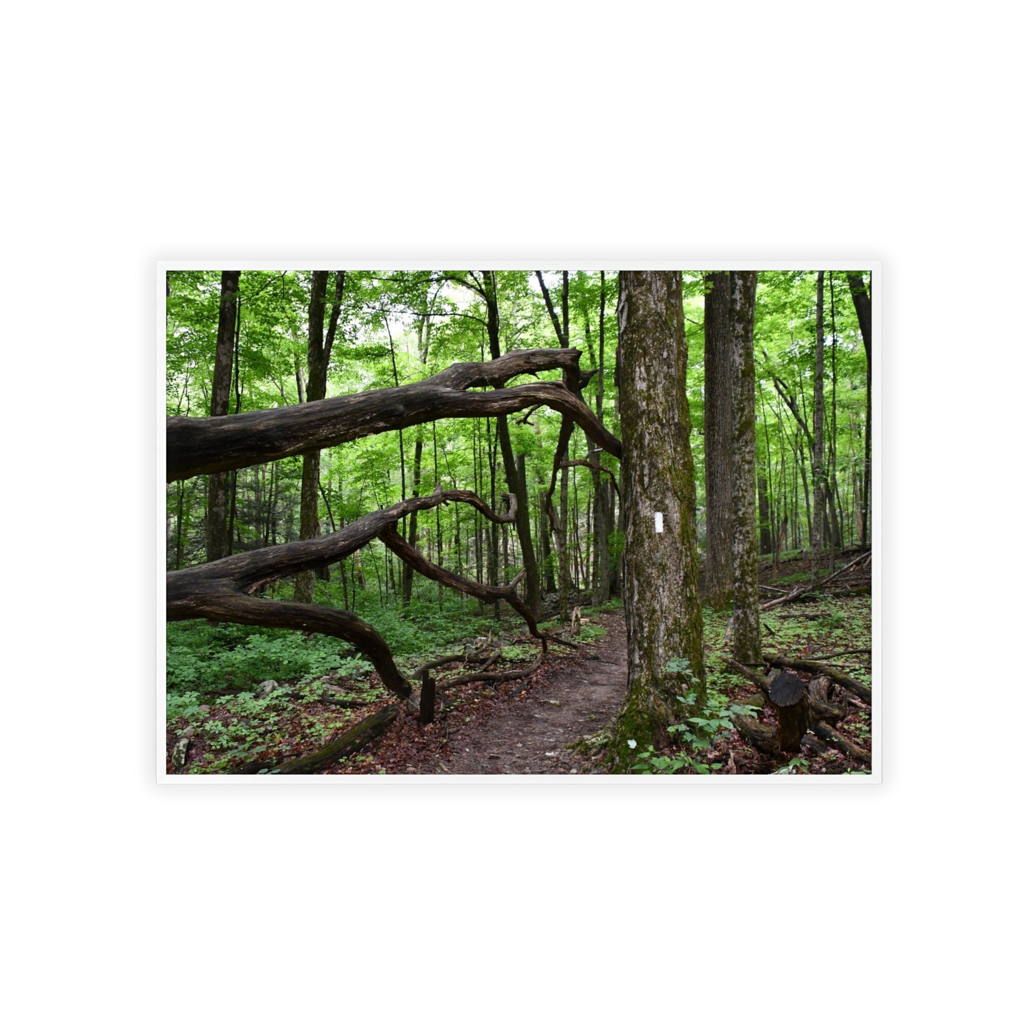 Appalachian Trail Blaze Framed Poster