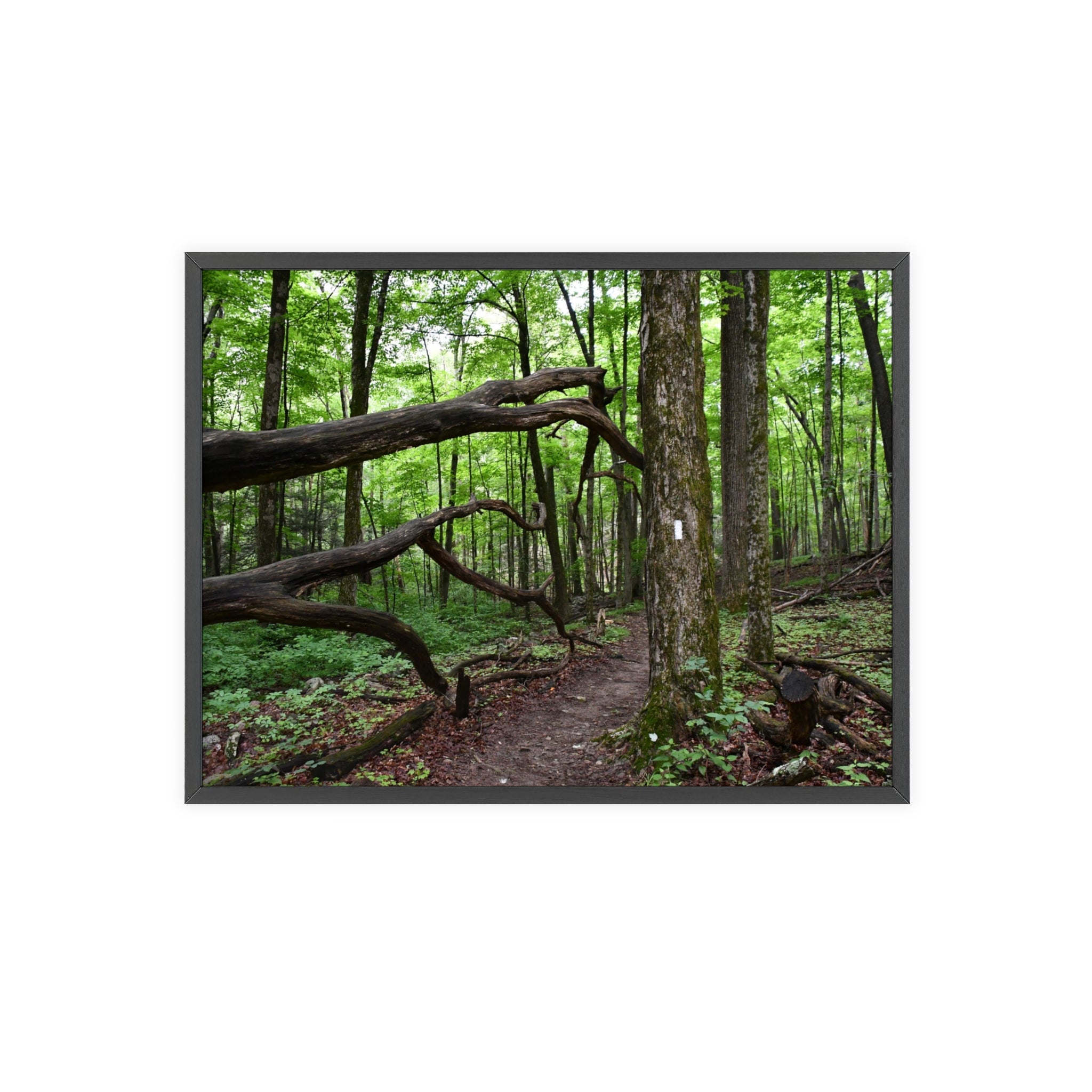 Appalachian Trail Blaze Framed Poster