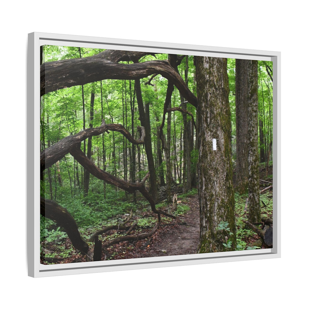 Framed Appalachian Trail Forest Canvas Print