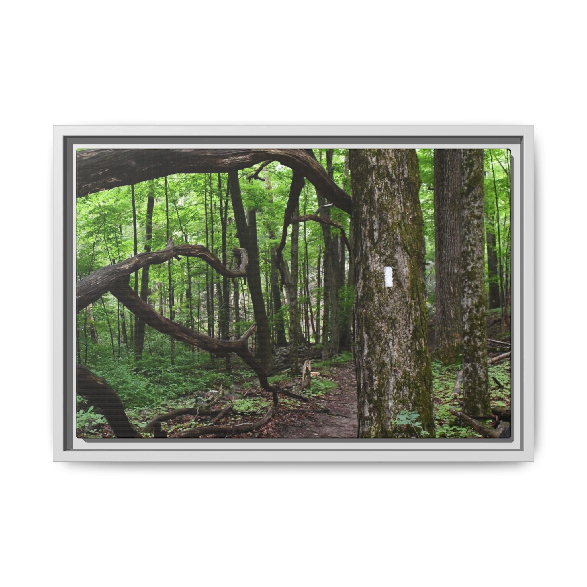 Framed Appalachian Trail Forest Canvas Print