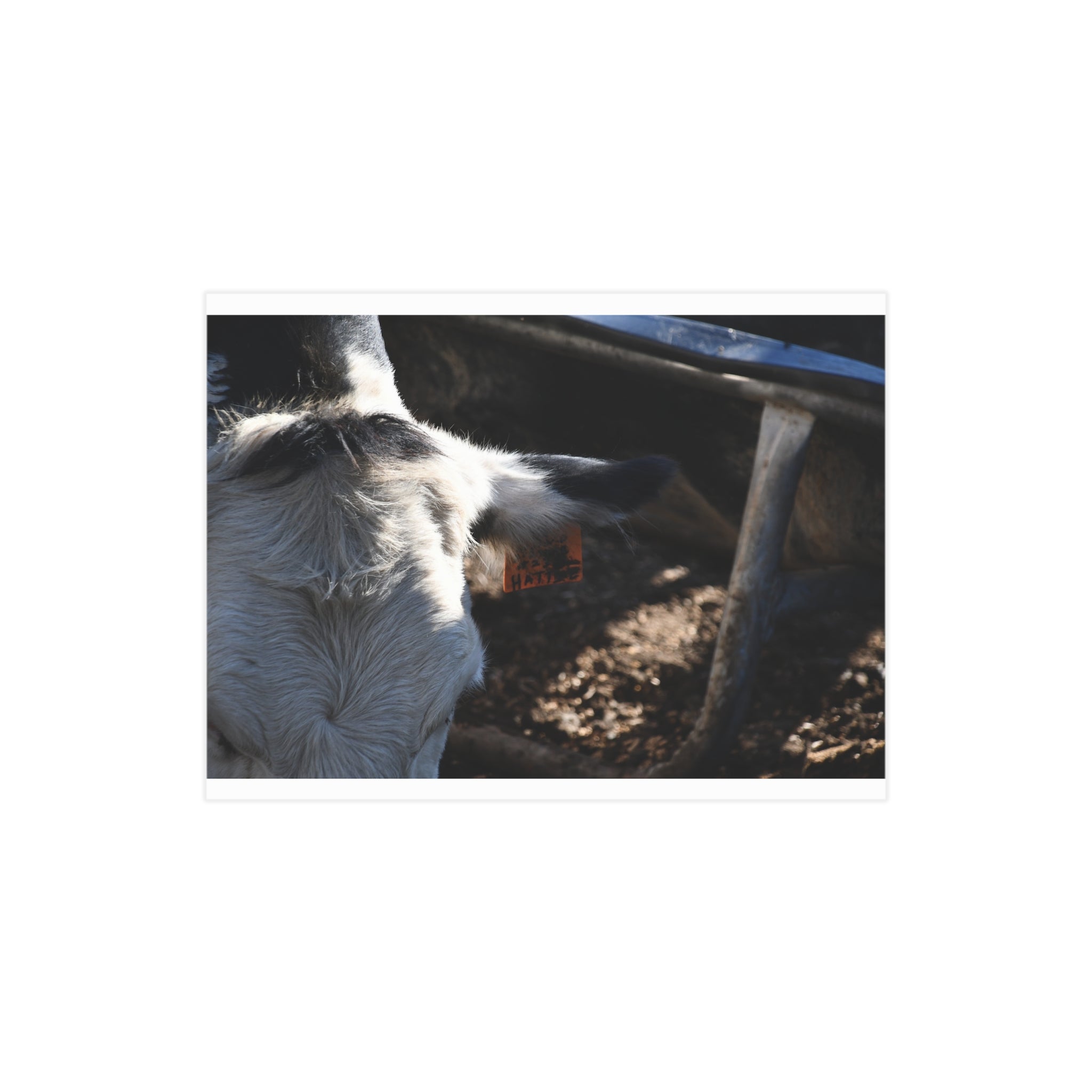 "Hattie the Cow" Print