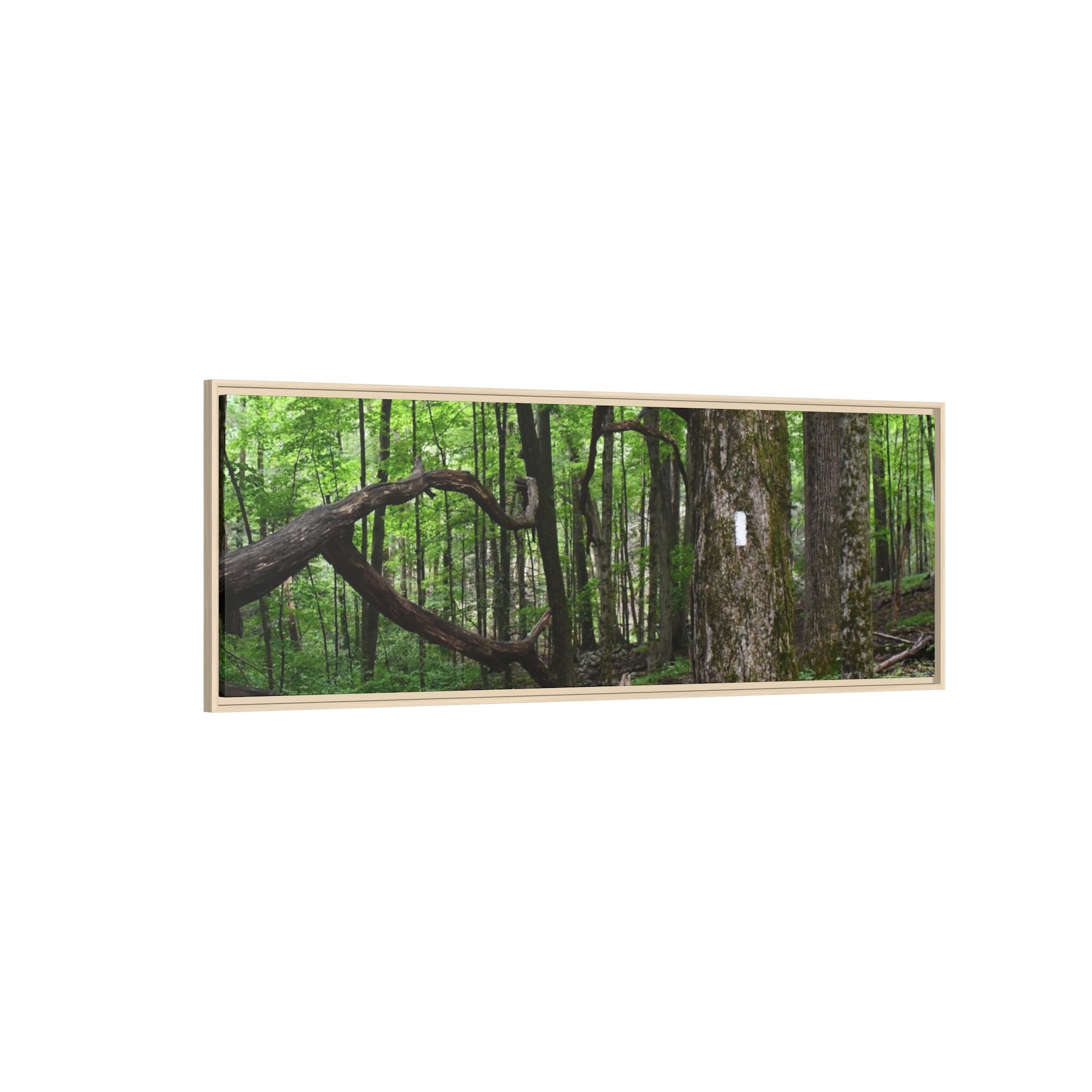 Framed Appalachian Trail Forest Canvas Print