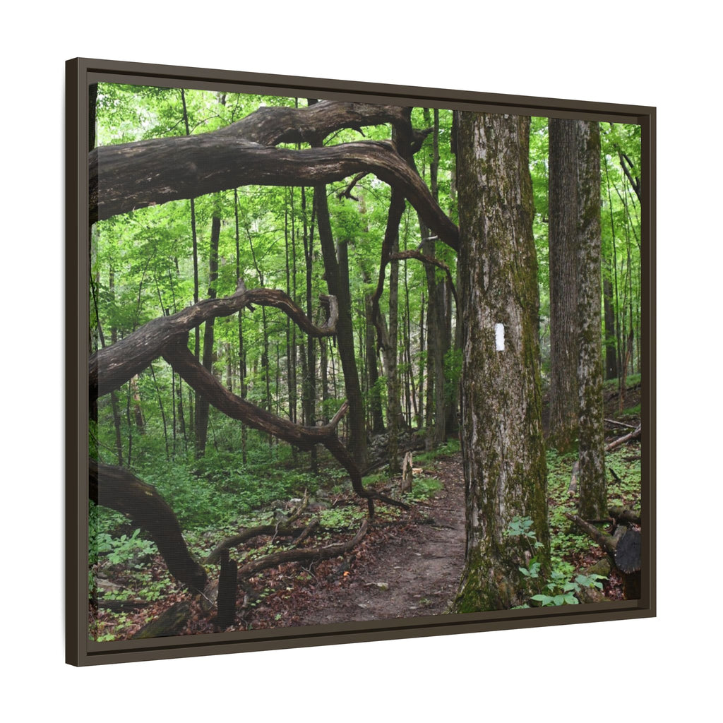 Framed Appalachian Trail Forest Canvas Print