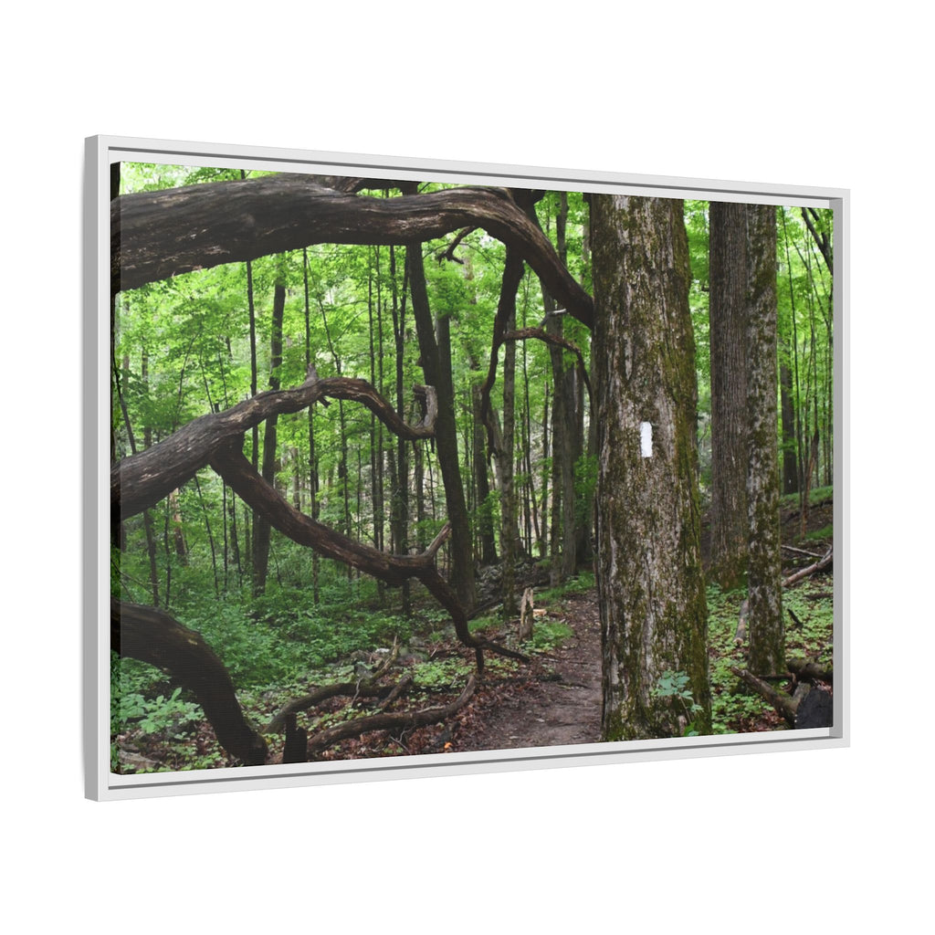Framed Appalachian Trail Forest Canvas Print