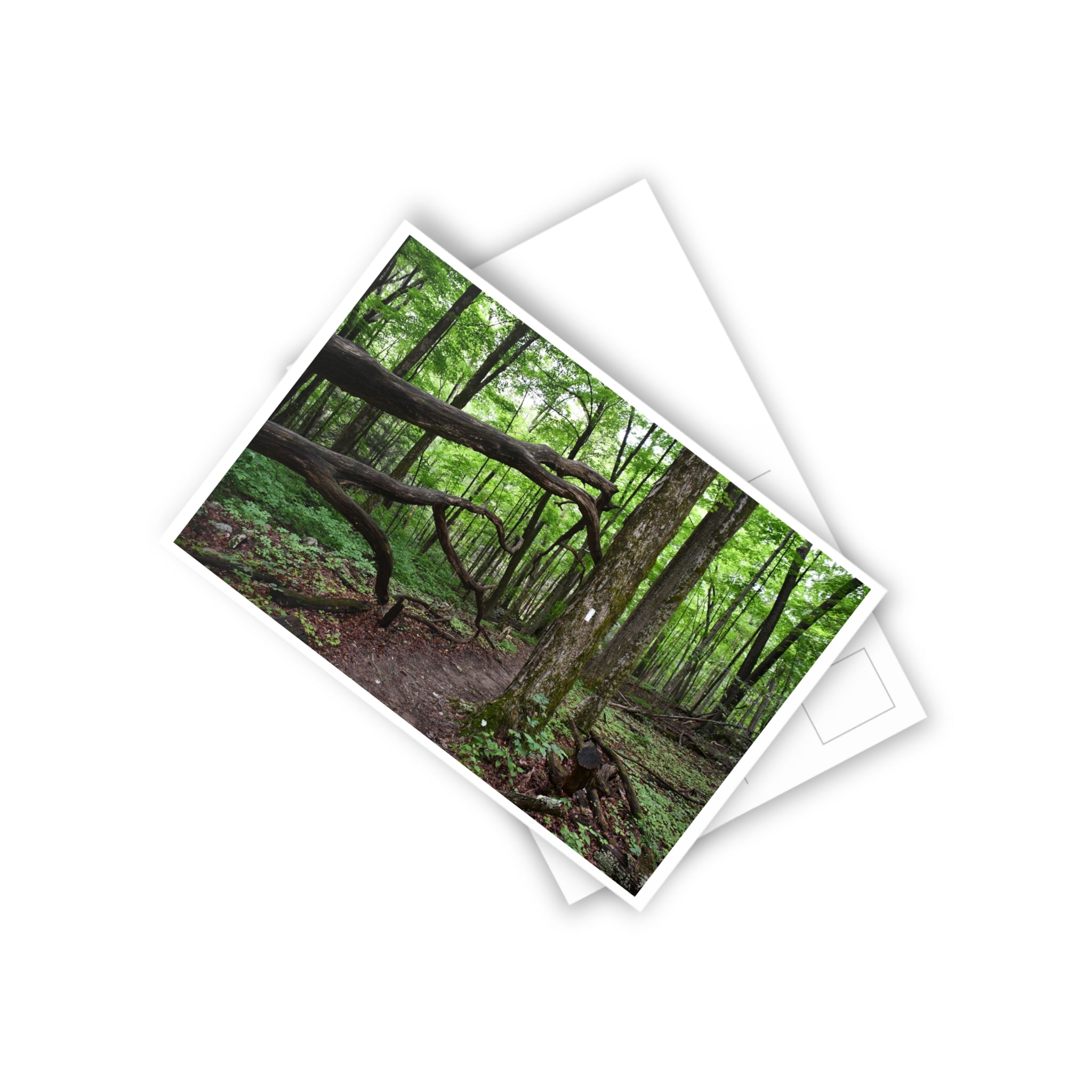 Appalachian Trail Blaze Postcard (10 ct)