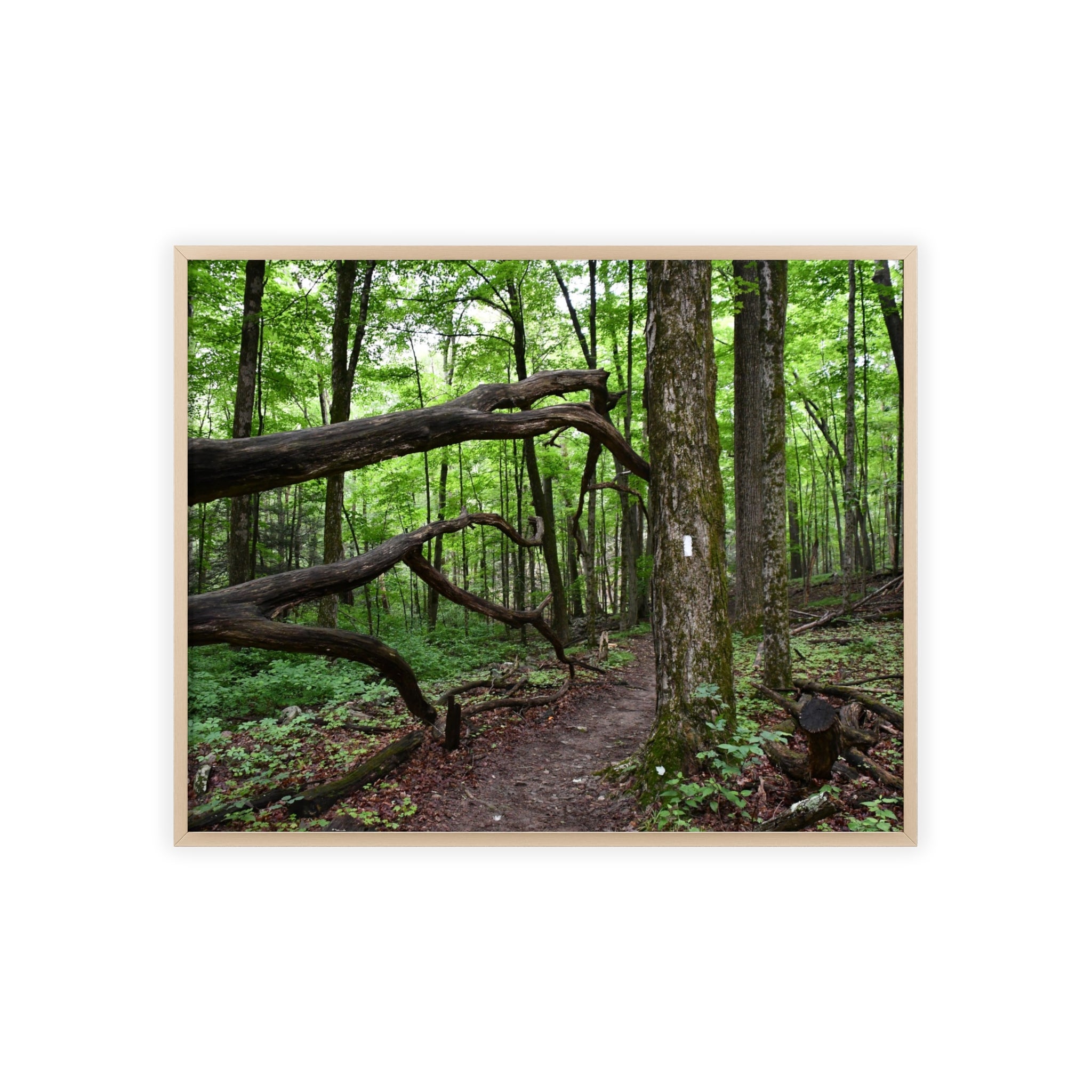 Appalachian Trail Blaze Framed Poster