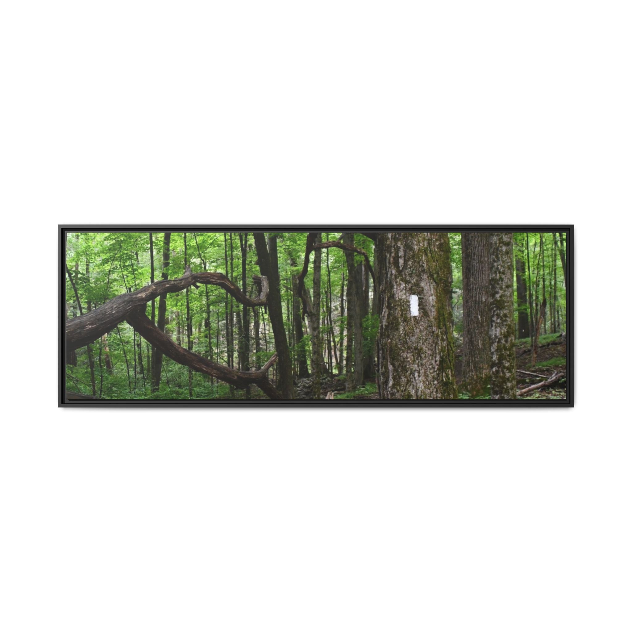 Framed Appalachian Trail Forest Canvas Print