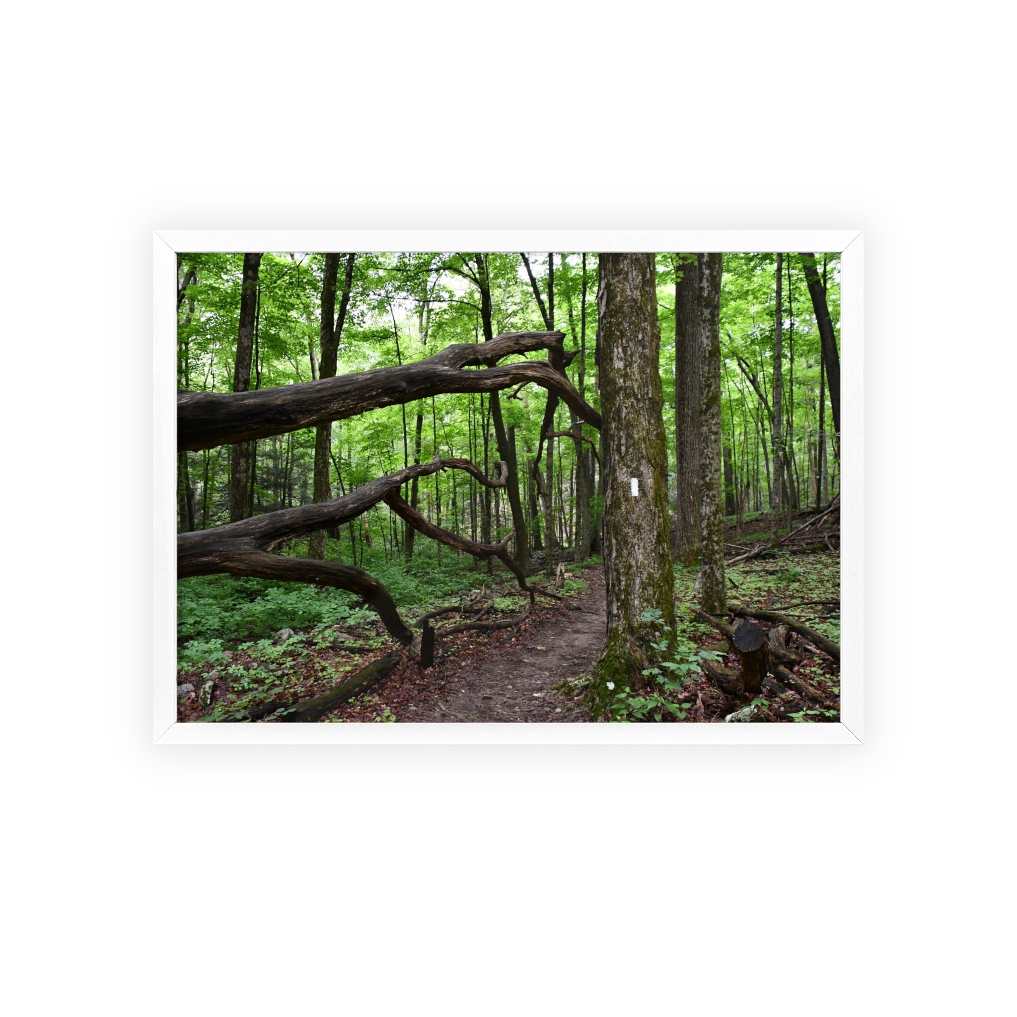 Appalachian Trail Blaze Framed Poster