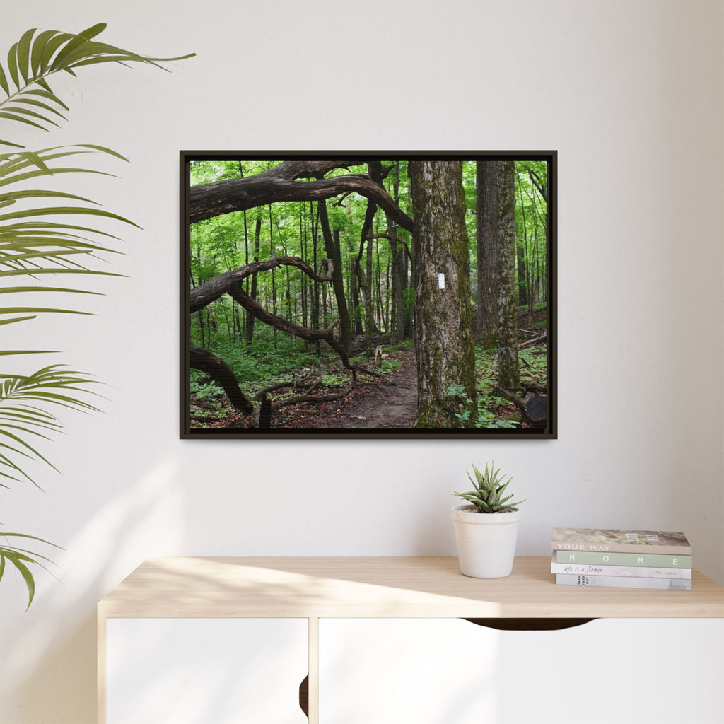 Framed Appalachian Trail Forest Canvas Print