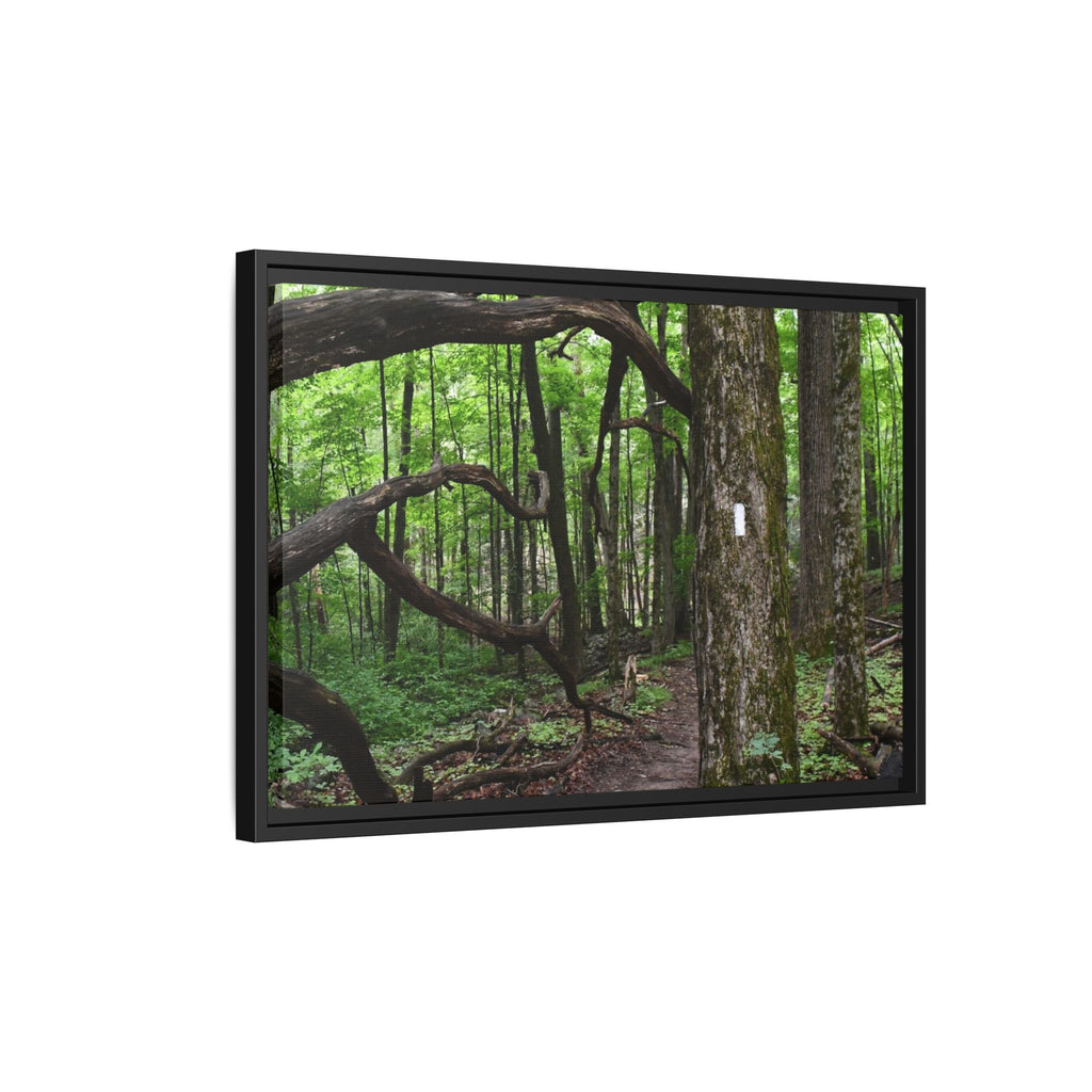 Framed Appalachian Trail Forest Canvas Print