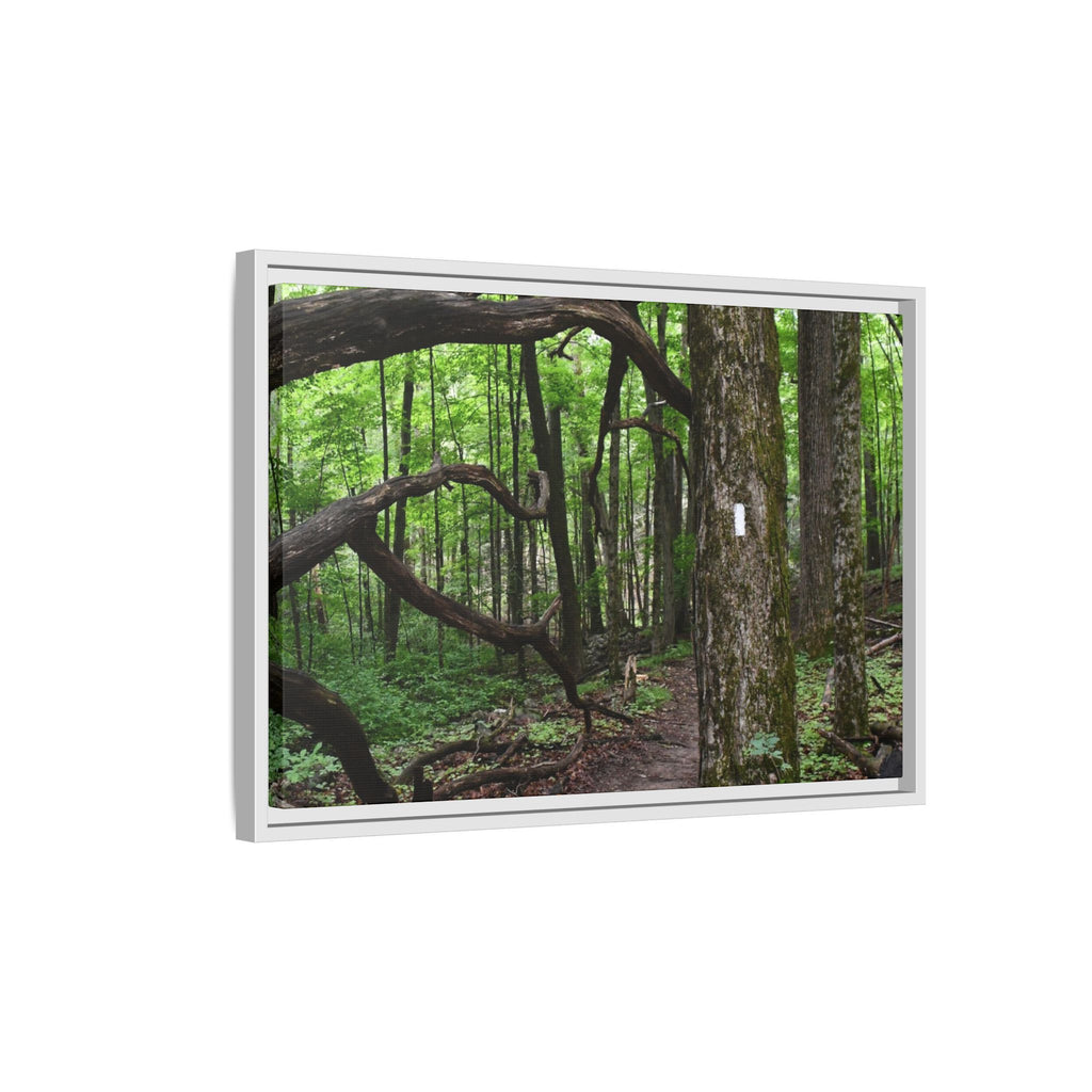 Framed Appalachian Trail Forest Canvas Print