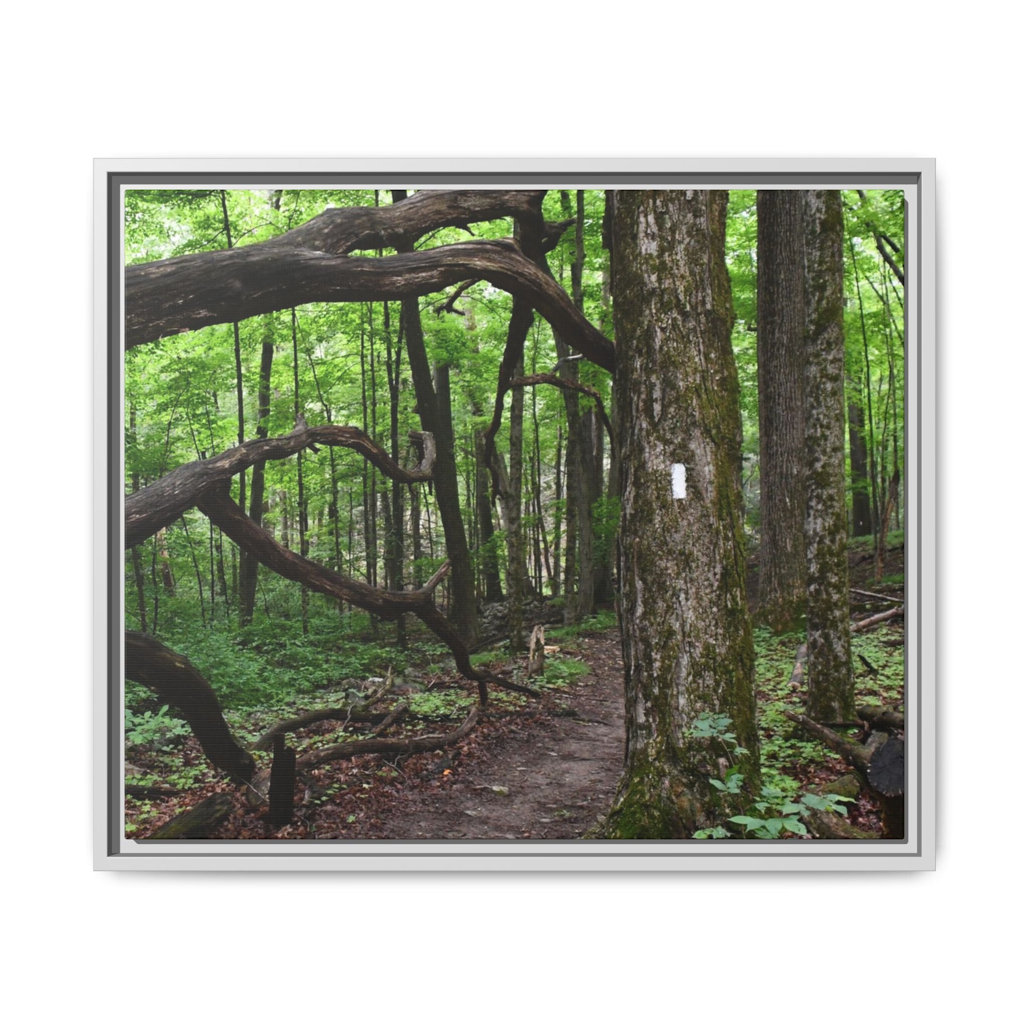 Framed Appalachian Trail Forest Canvas Print