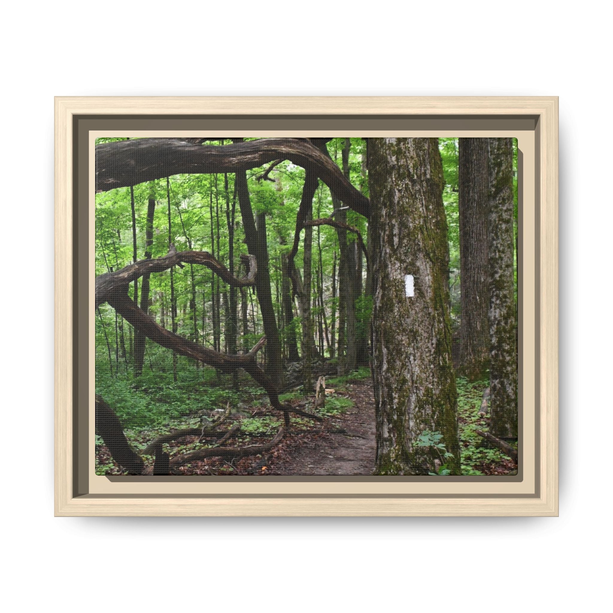 Framed Appalachian Trail Forest Canvas Print