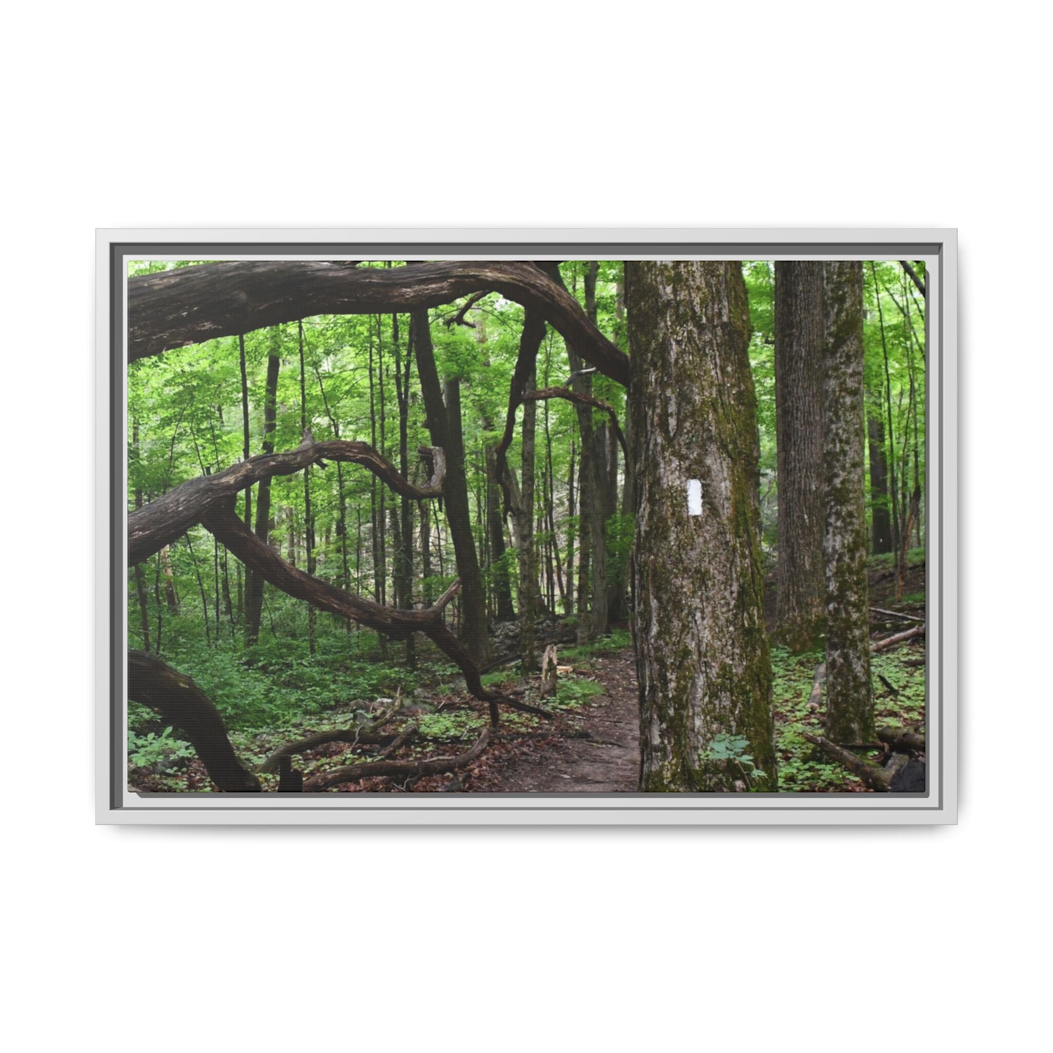 Framed Appalachian Trail Forest Canvas Print