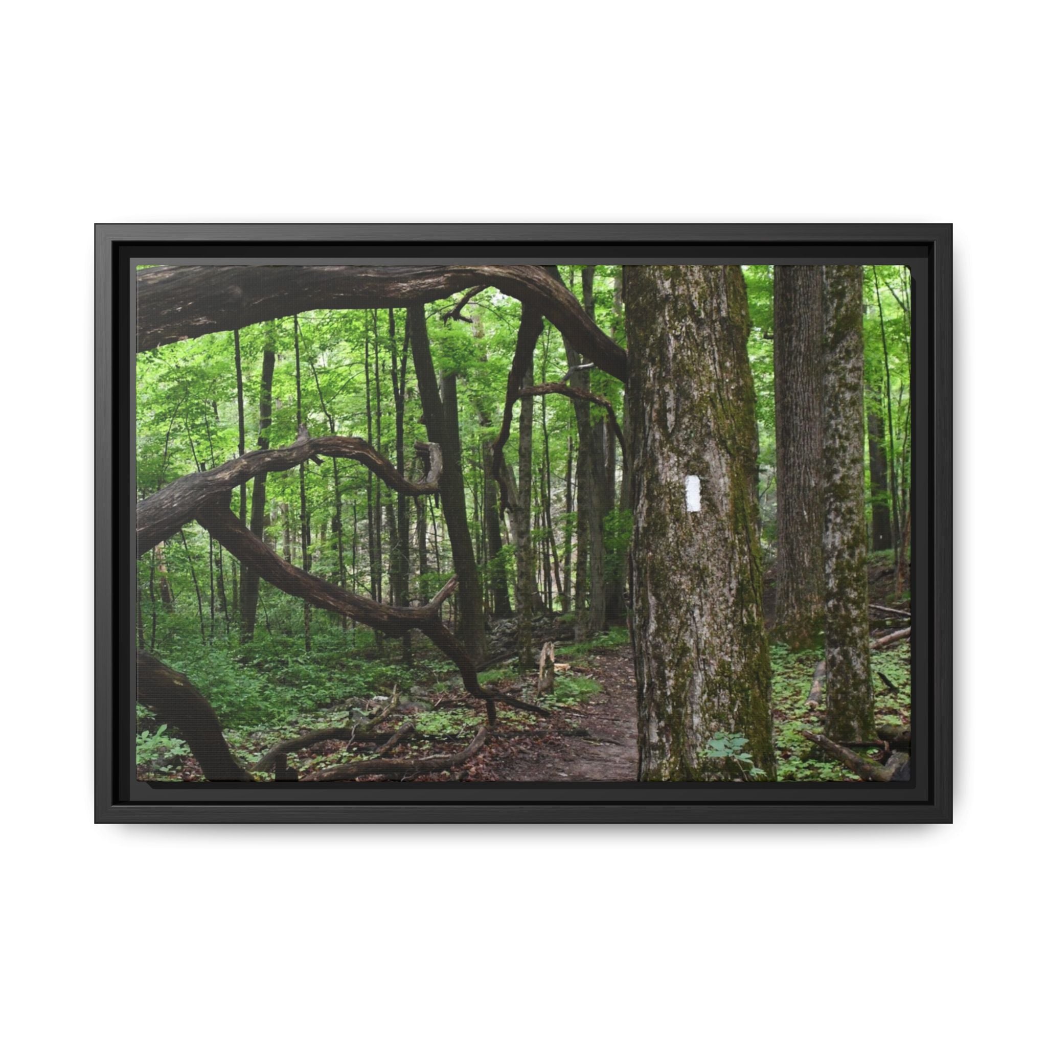Framed Appalachian Trail Forest Canvas Print