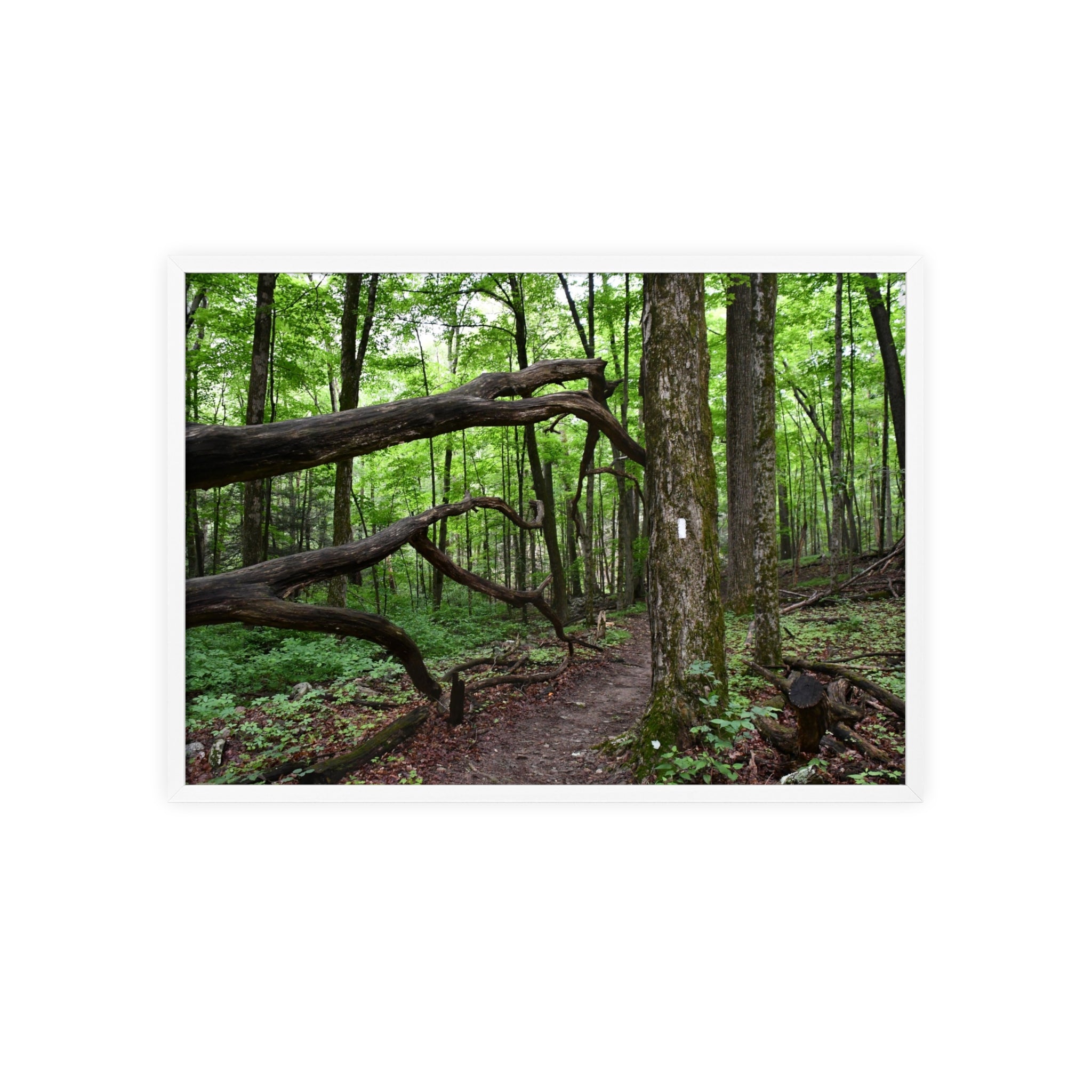 Appalachian Trail Blaze Framed Poster
