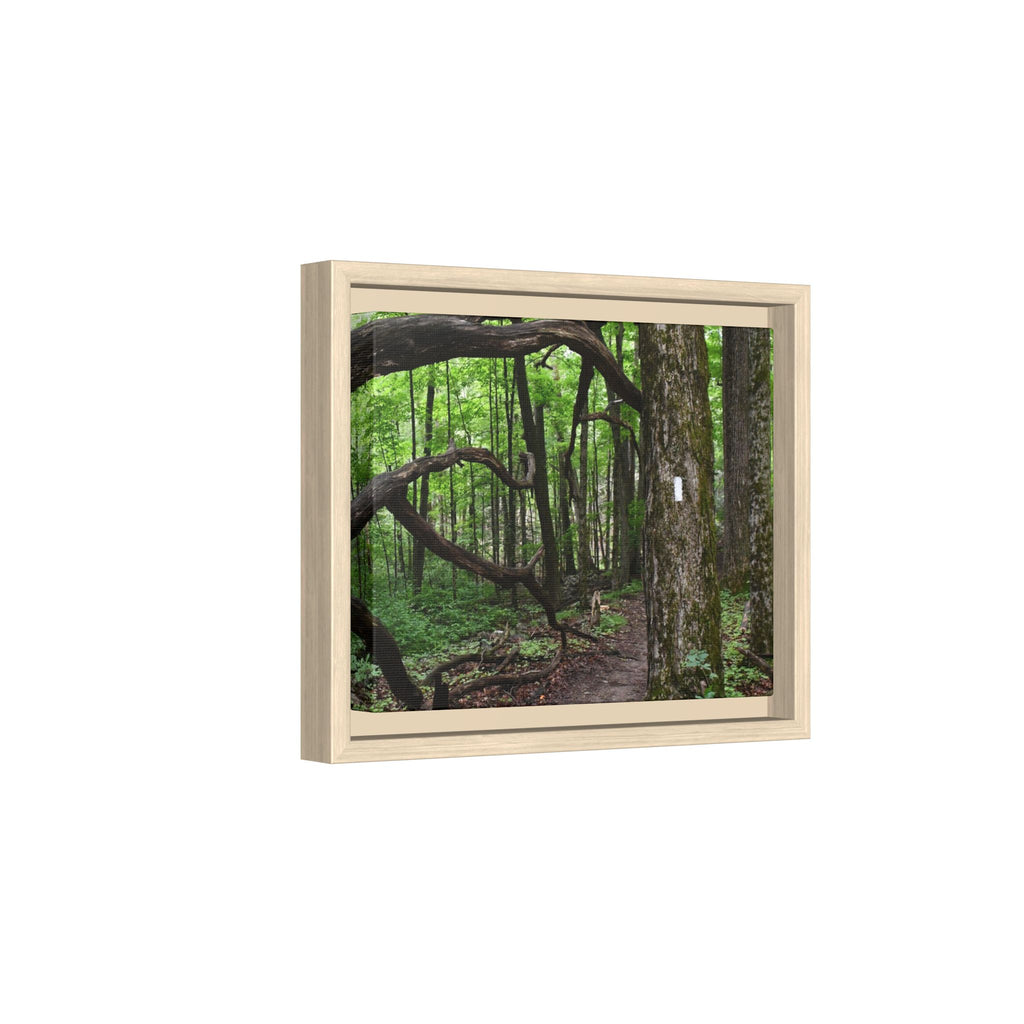 Framed Appalachian Trail Forest Canvas Print