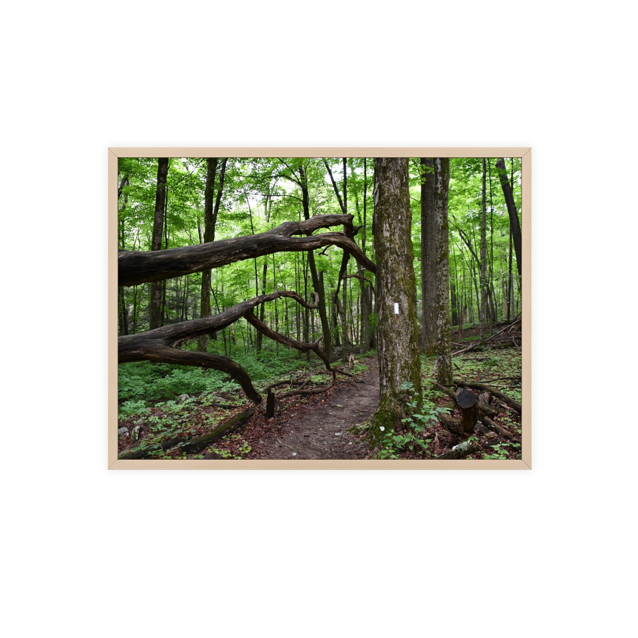 Appalachian Trail Blaze Framed Poster