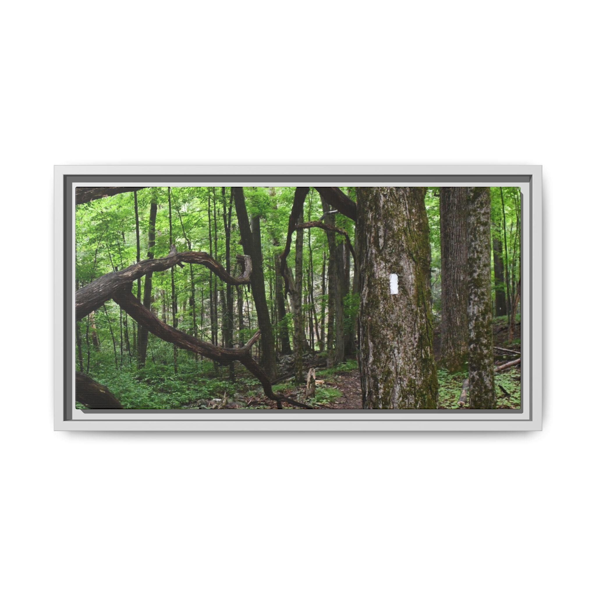 Framed Appalachian Trail Forest Canvas Print