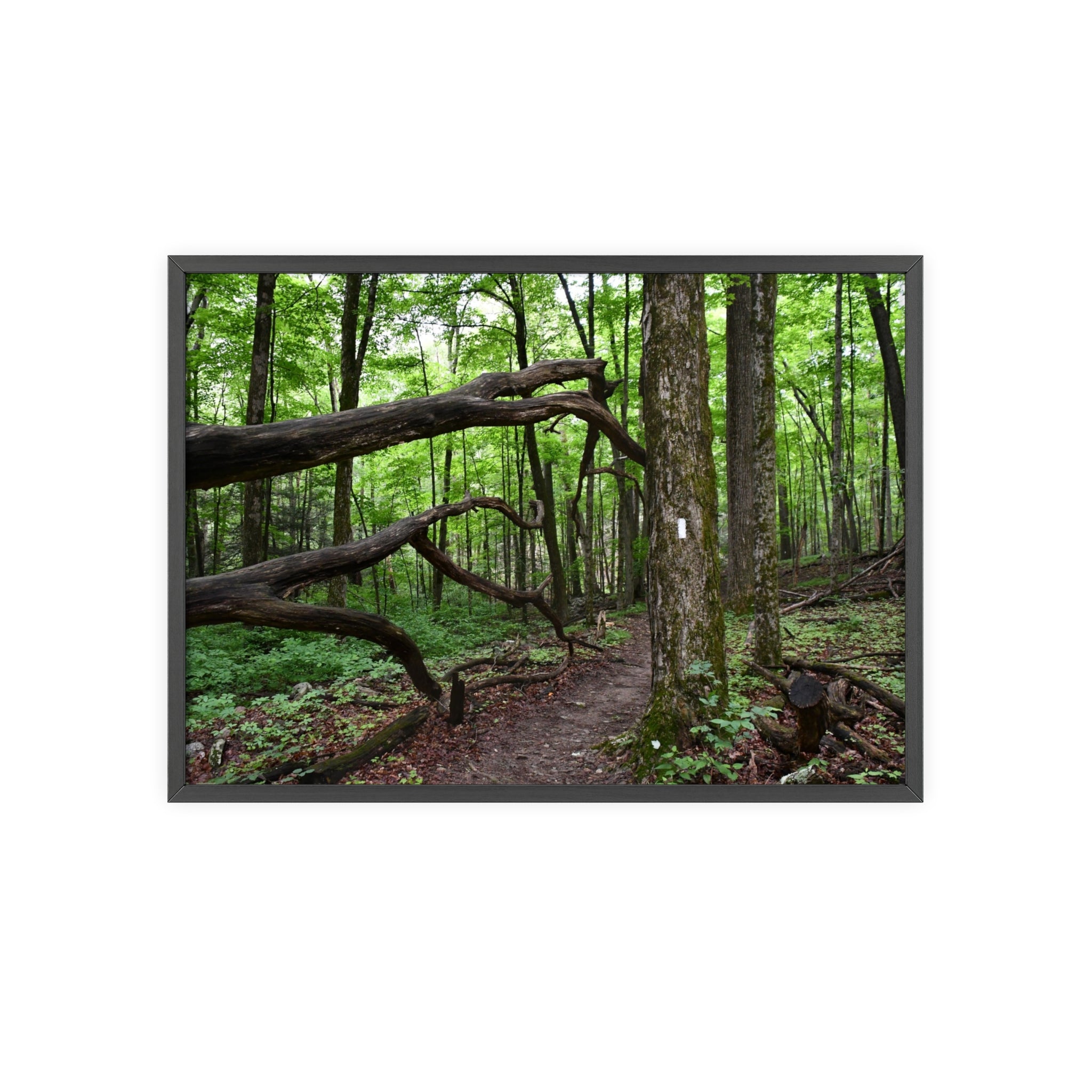 Appalachian Trail Blaze Framed Poster