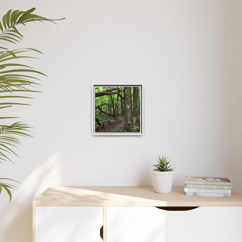 Framed Appalachian Trail Forest Canvas Print