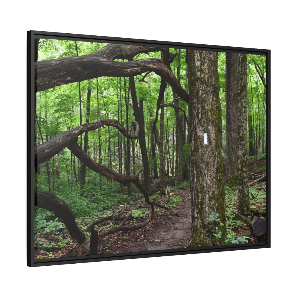 Framed Appalachian Trail Forest Canvas Print