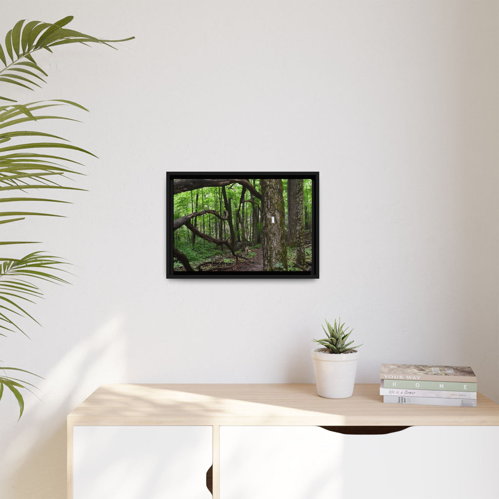 Framed Appalachian Trail Forest Canvas Print