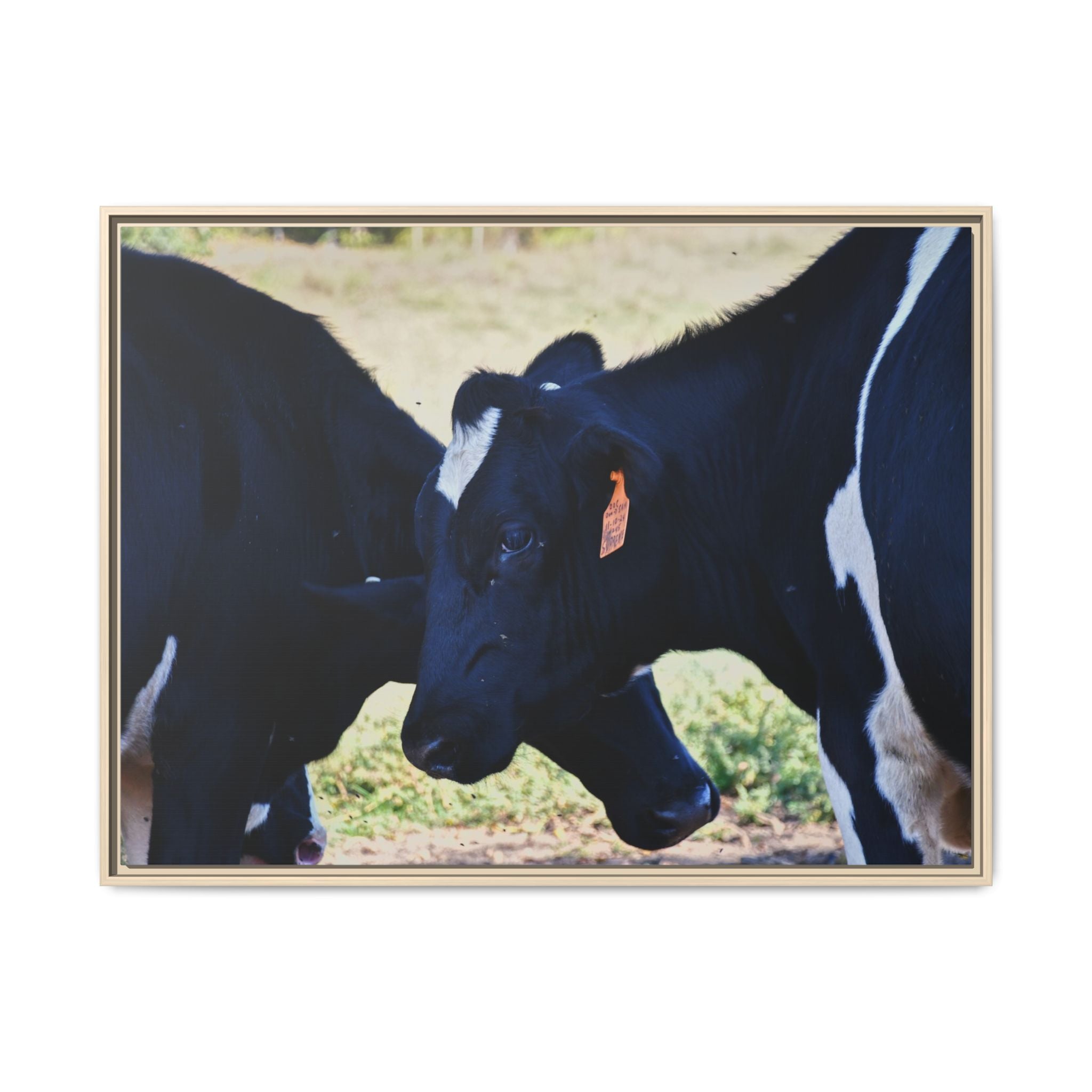 "Tilted Cow" Matte Framed Canvas