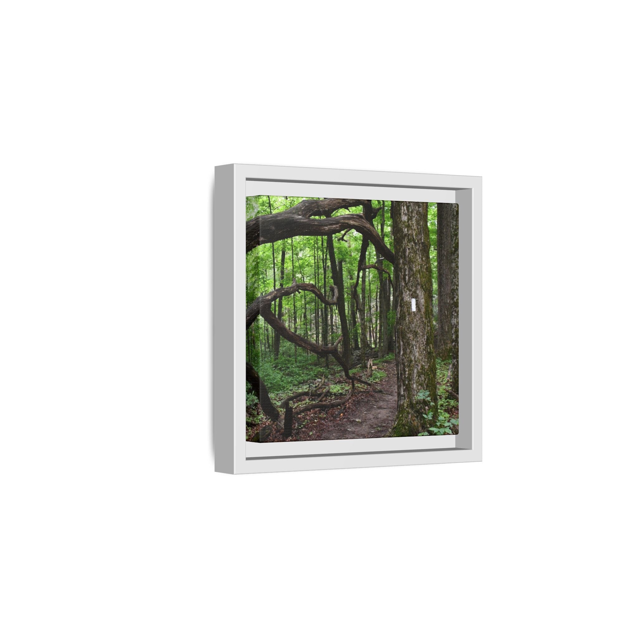Framed Appalachian Trail Forest Canvas Print