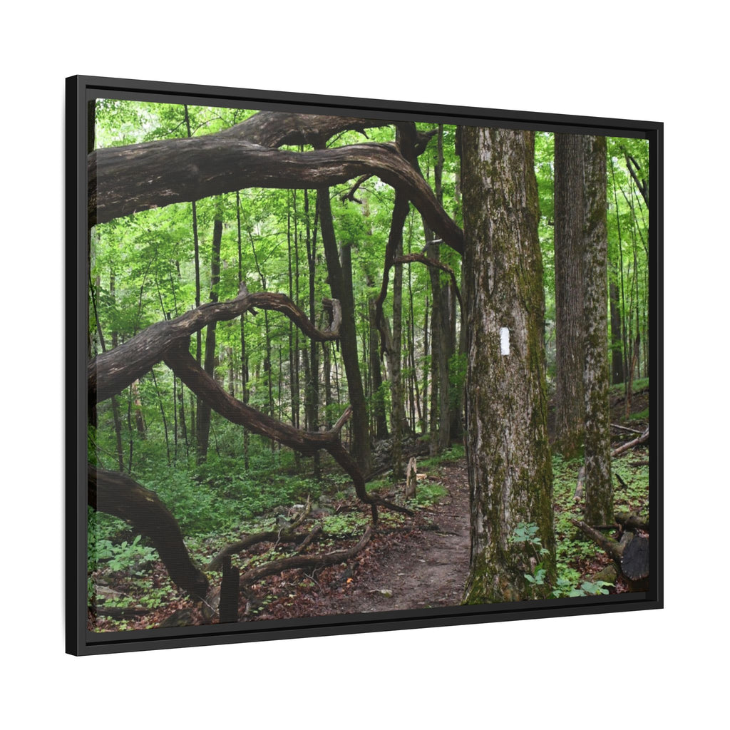 Framed Appalachian Trail Forest Canvas Print