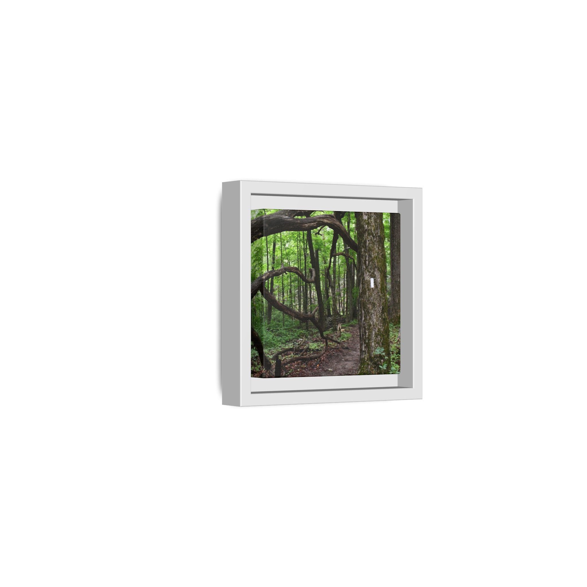 Framed Appalachian Trail Forest Canvas Print