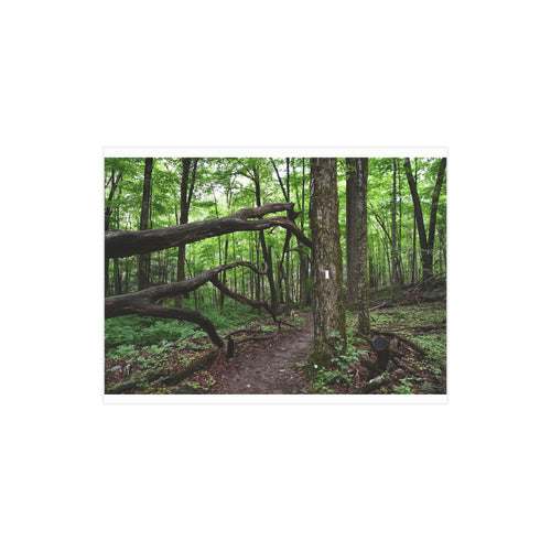 "Appalachian Forest NY" Trail Photo Print