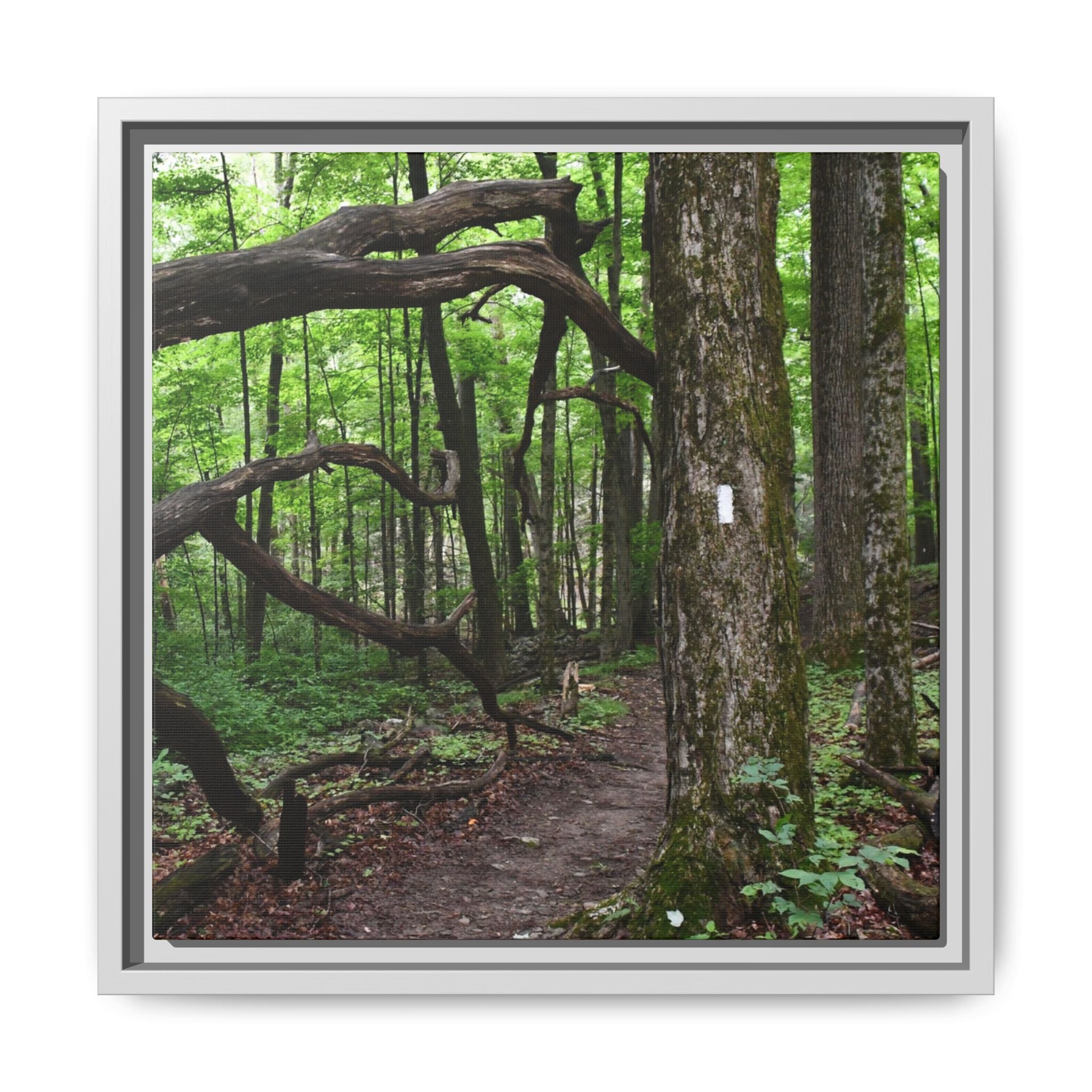 Framed Appalachian Trail Forest Canvas Print
