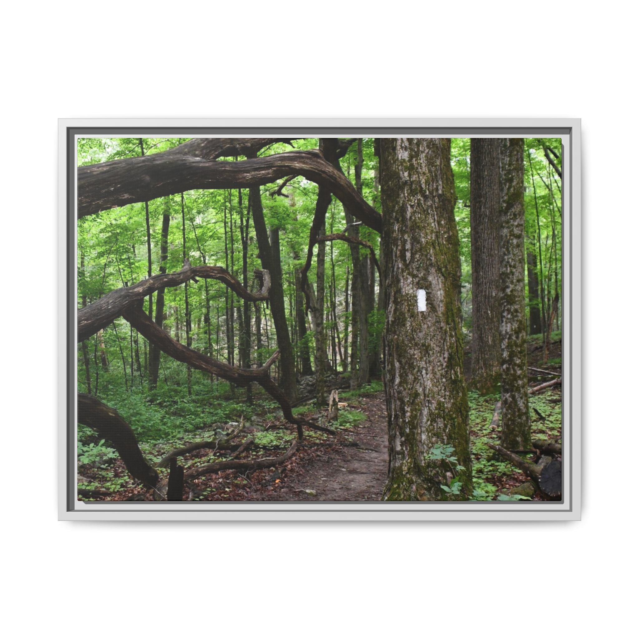 Framed Appalachian Trail Forest Canvas Print